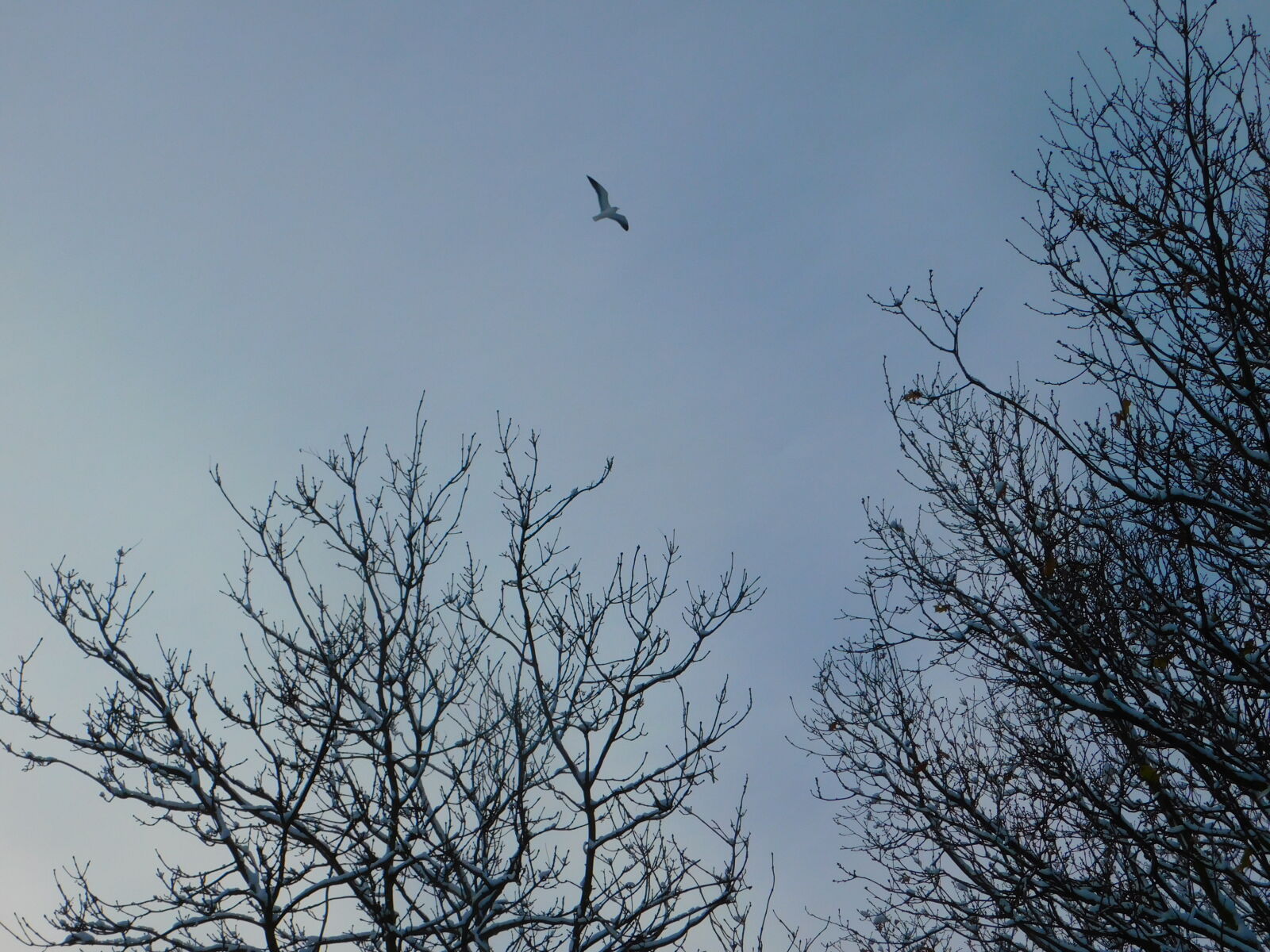 Nikon Coolpix B500 sample photo. Bird, blue, sky, winter photography