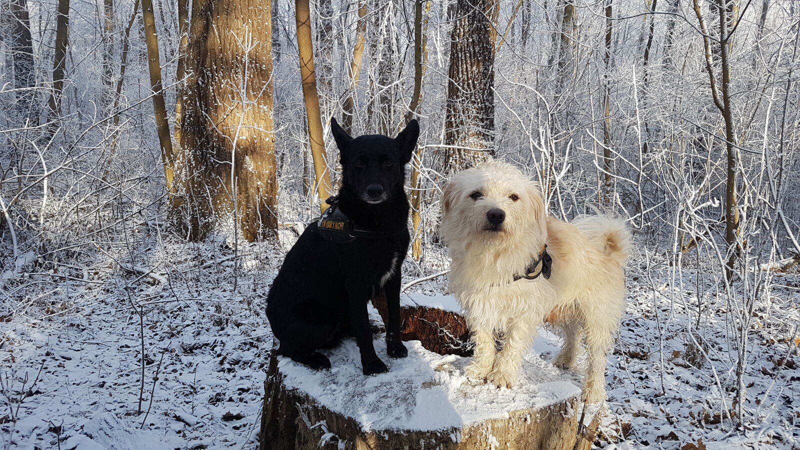 Samsung Galaxy S7 Edge sample photo. Dogs photography
