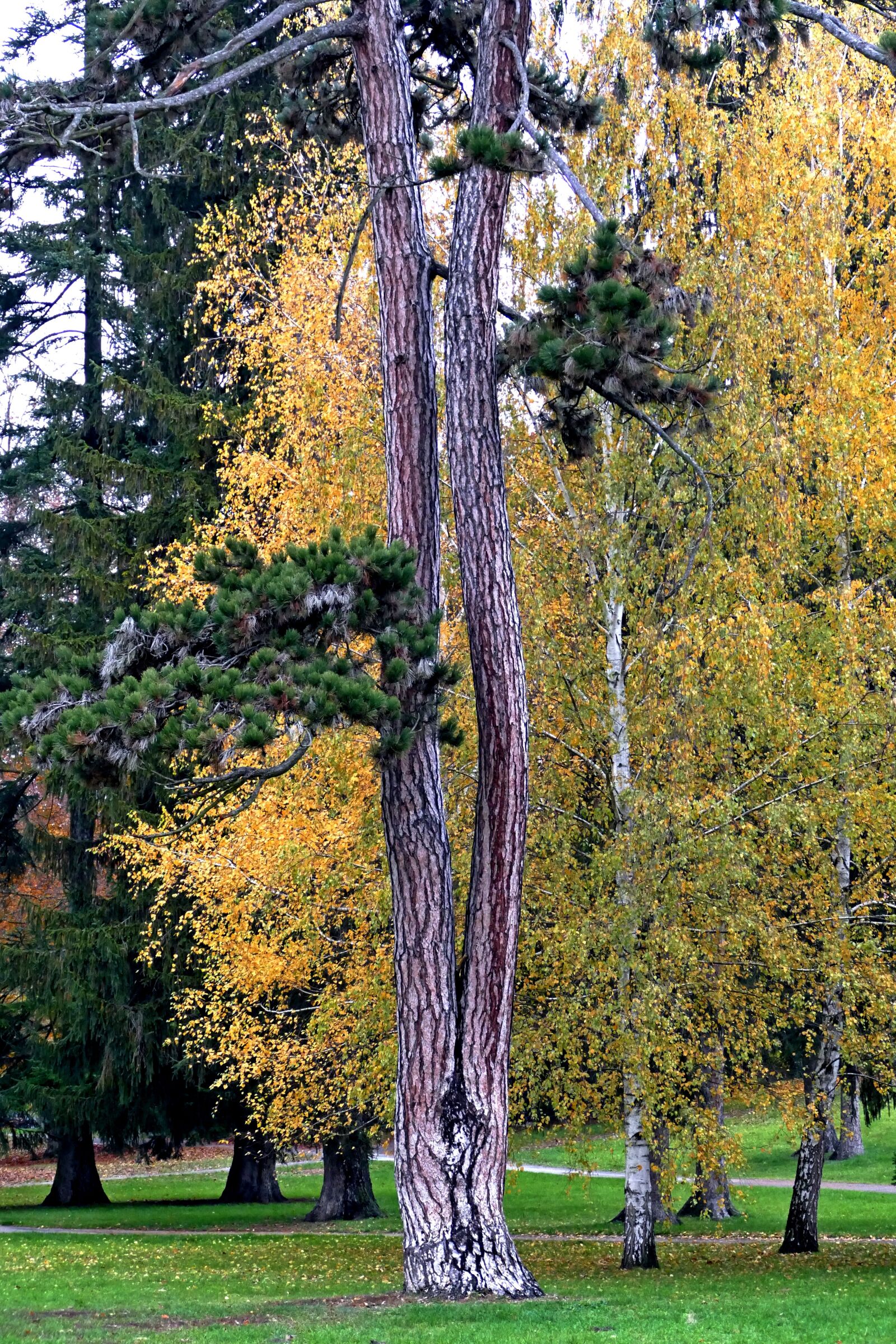 Panasonic Lumix DMC-FZ1000 sample photo. Tree, nature, wood photography
