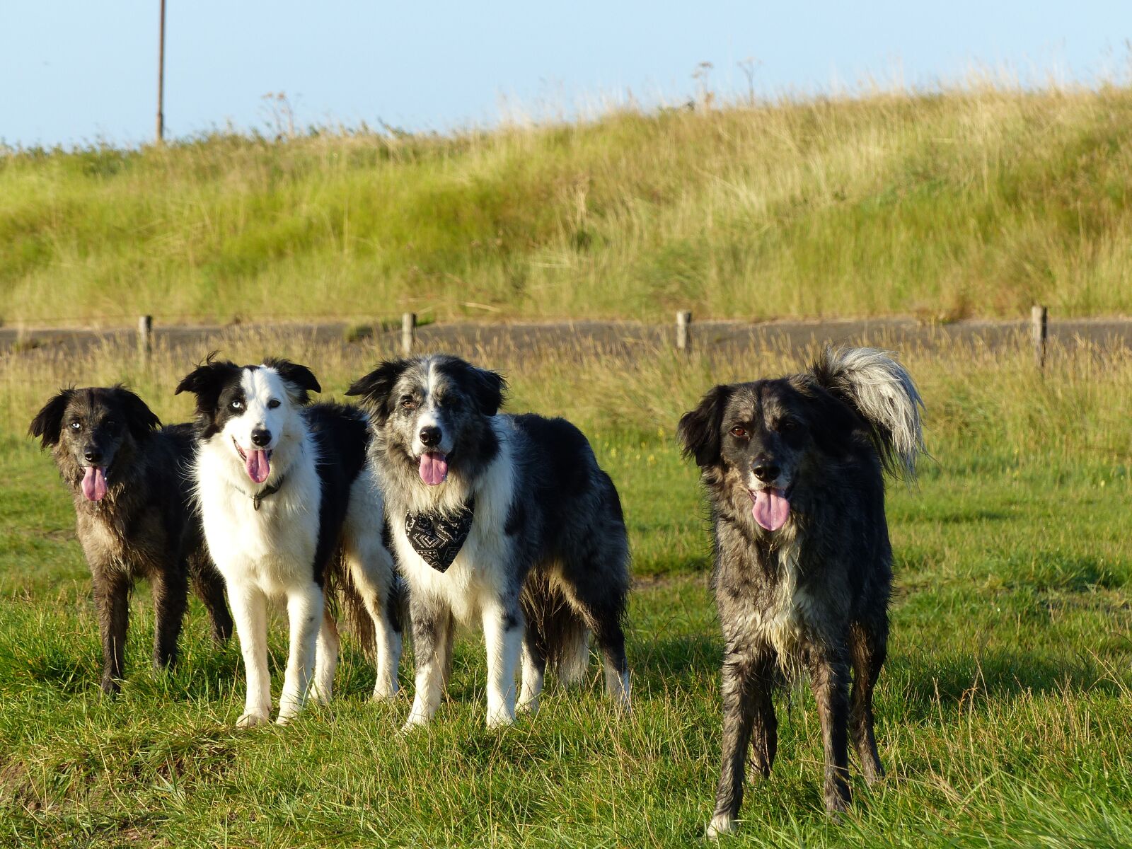 Panasonic Lumix DMC-FZ200 sample photo. Dogs, family, border collie photography
