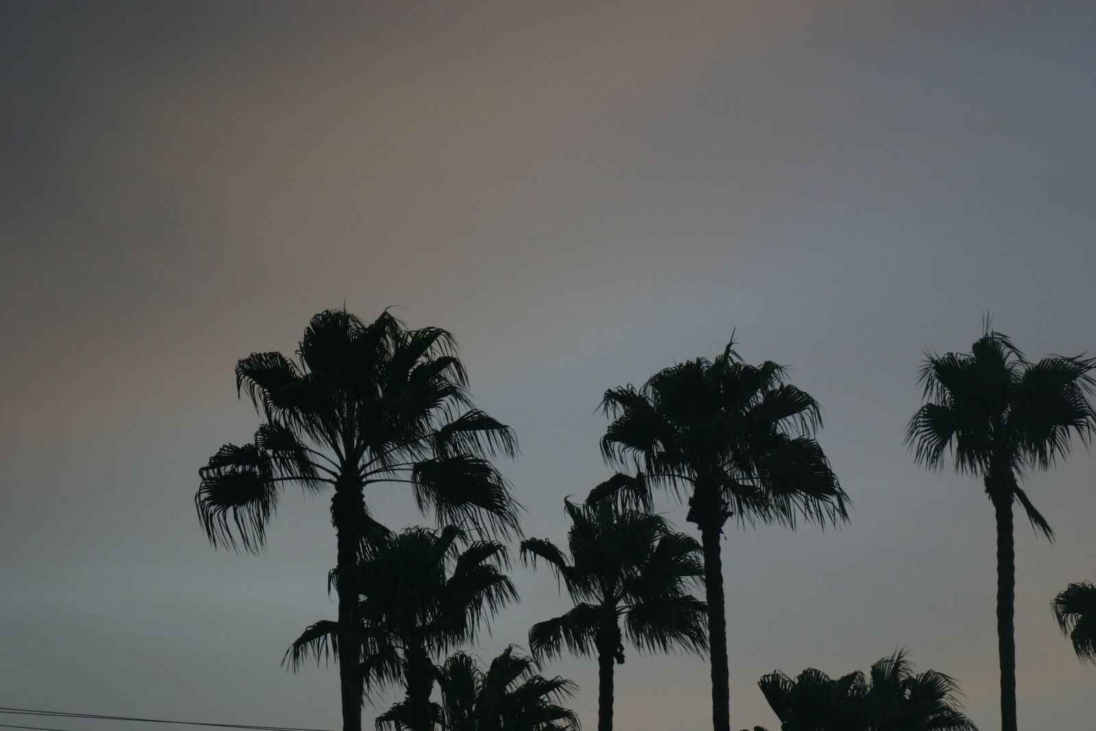 Canon EOS 300D (EOS Digital Rebel / EOS Kiss Digital) sample photo. Palm trees, dusk, sky photography
