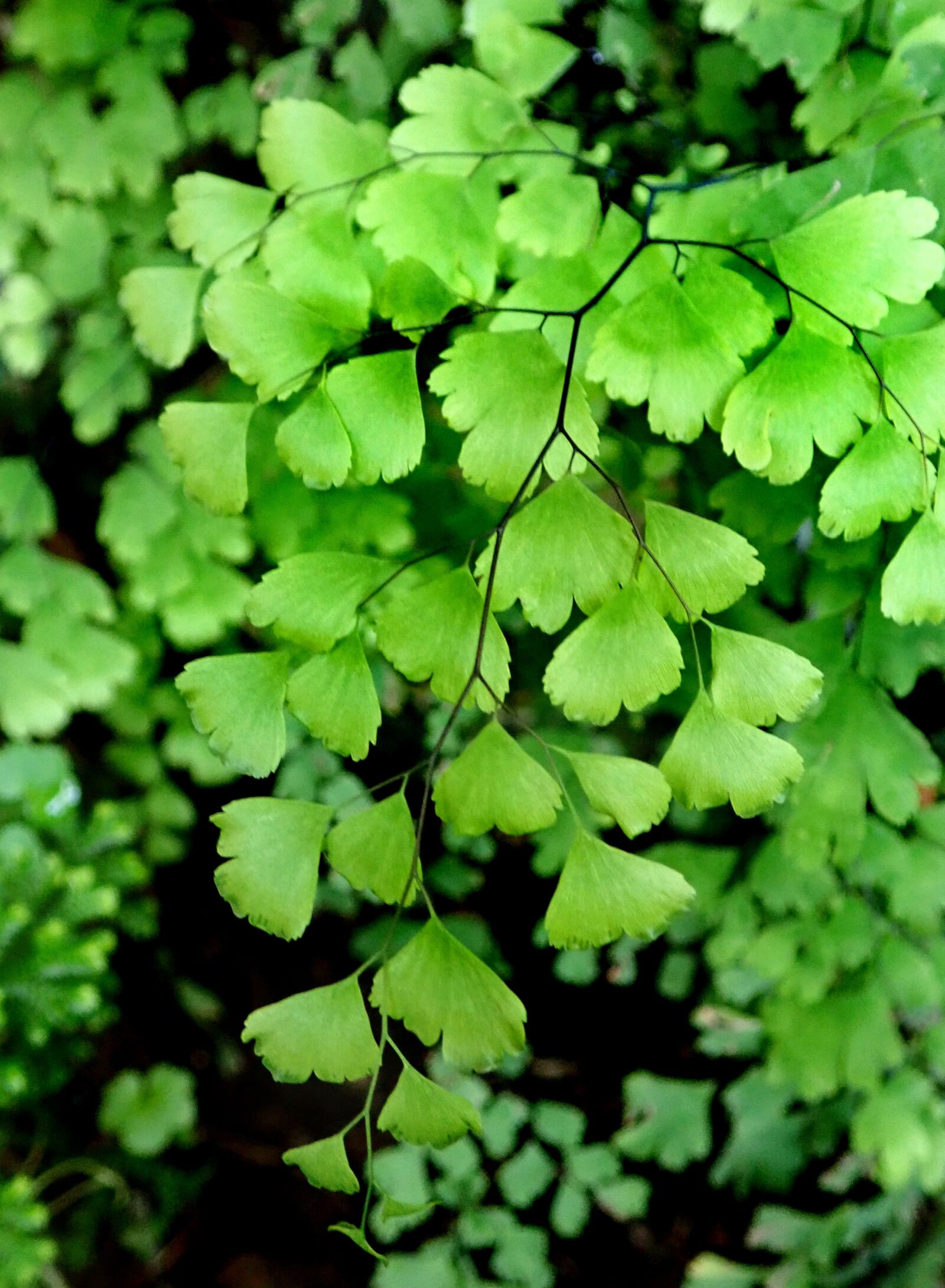 Olympus TG-5 sample photo. Plant, fern foliage, leaves photography