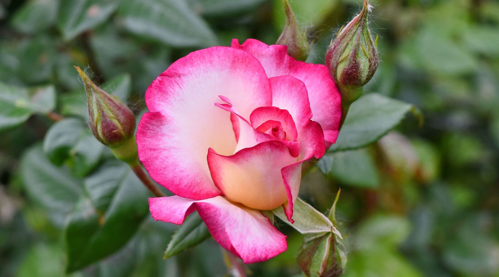 Nikon D5500 sample photo. Beautiful flowers, flower bud photography