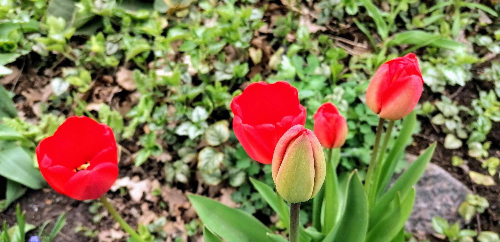 HUAWEI P30 LITE sample photo. Pavasaris, tulpes, dārz photography