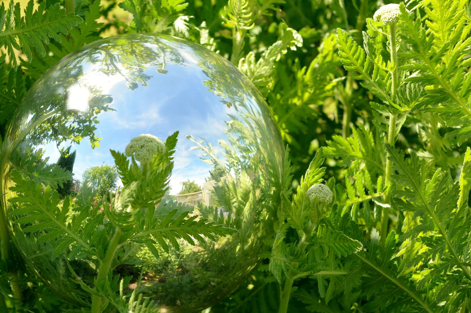 Nikon D5200 sample photo. Plant, leaf, nature photography