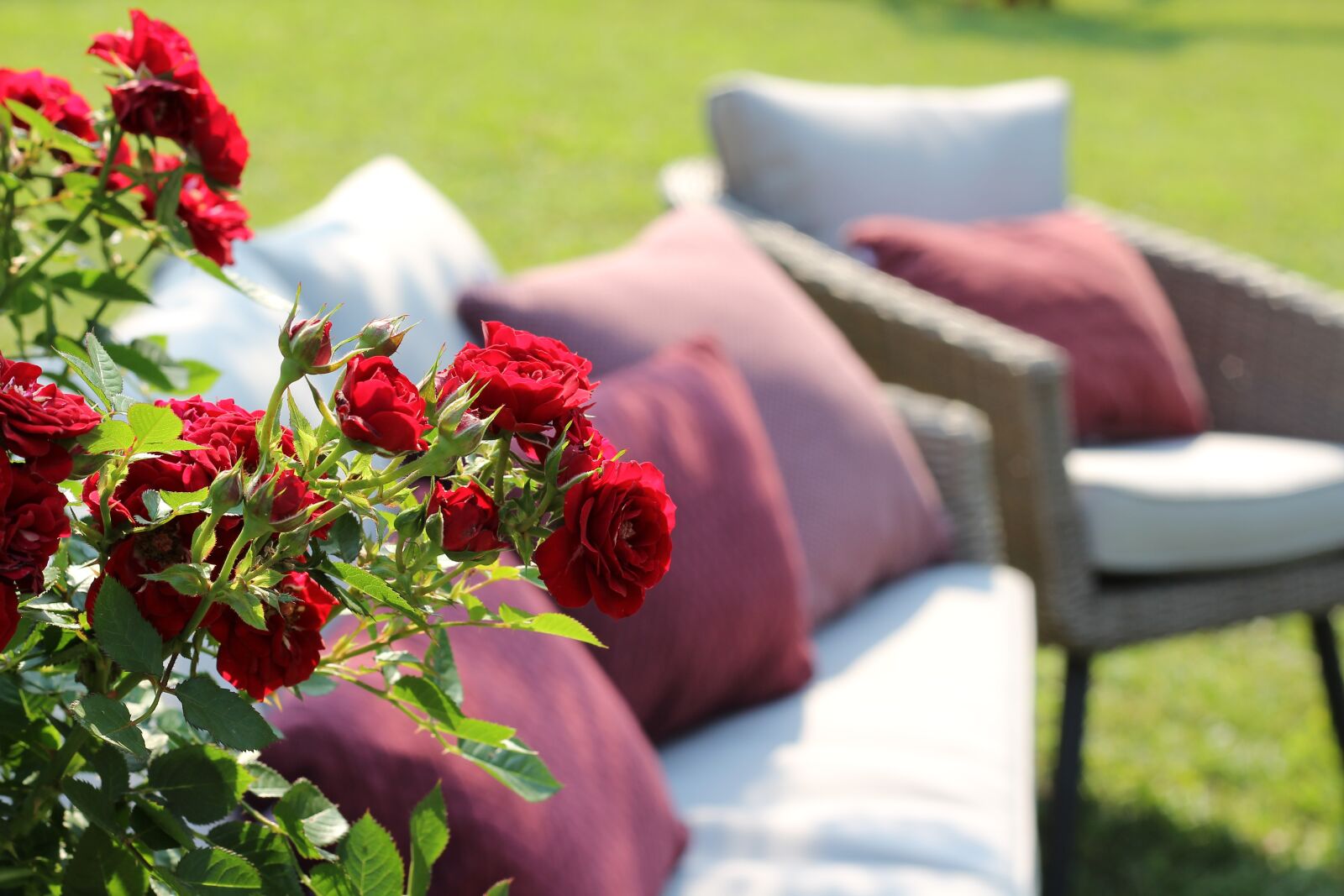 Canon EOS 600D (Rebel EOS T3i / EOS Kiss X5) + Canon EF 50mm F1.8 II sample photo. Red roses, armchairs, relaxation photography
