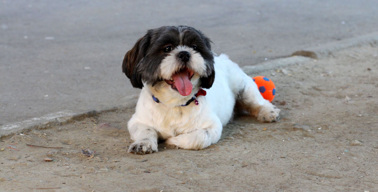 Canon EOS 700D (EOS Rebel T5i / EOS Kiss X7i) + Canon EF 85mm F1.8 USM sample photo. Dog, play, ball photography