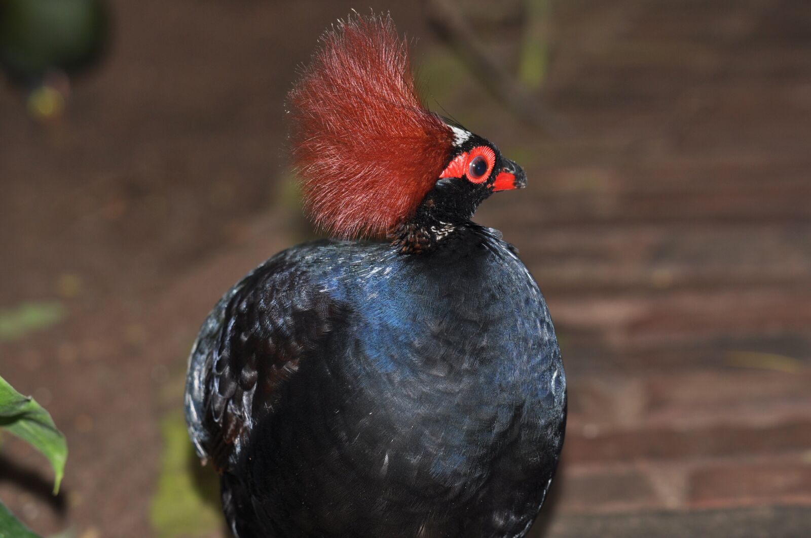 Nikon D5000 sample photo. Forest, partridge, exotic photography