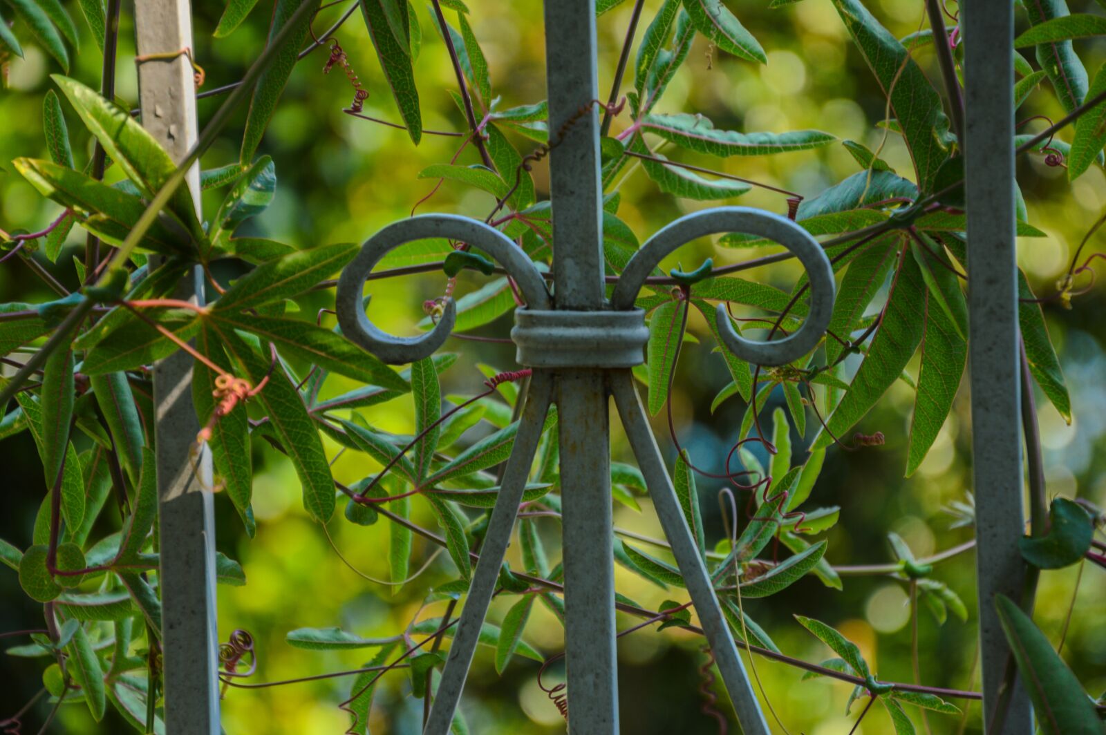 Nikon D3200 sample photo. Cannobio, goal, gate photography