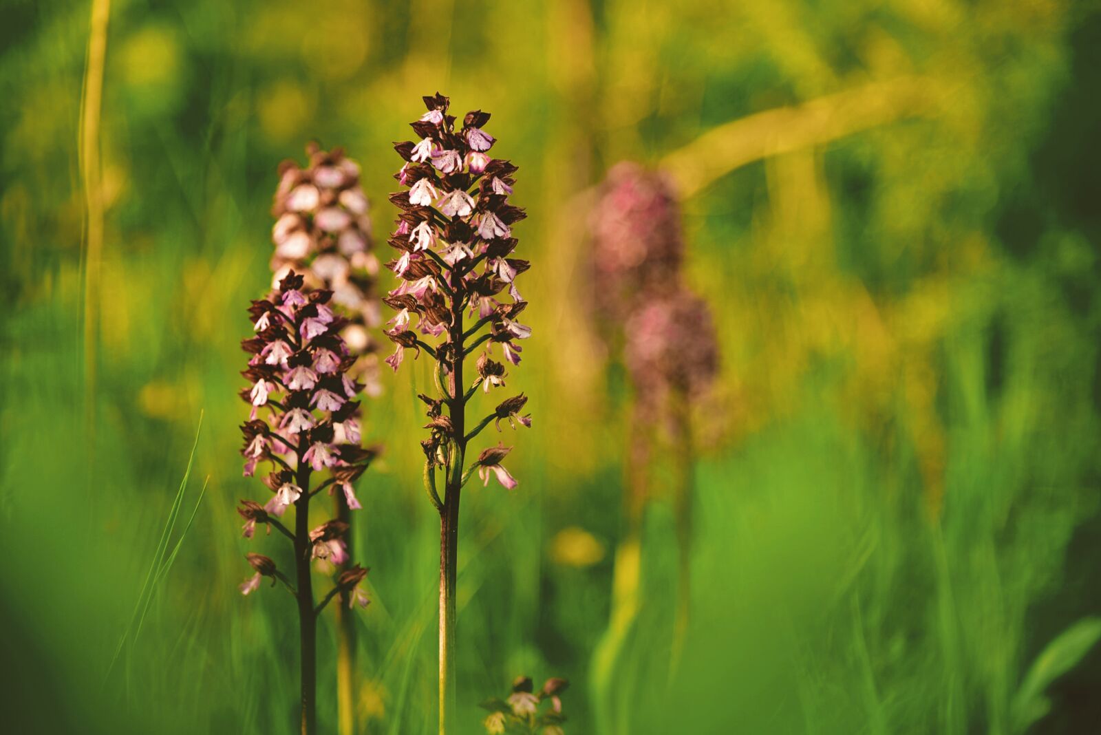 Nikon D750 sample photo. Orchis, plant, flower photography