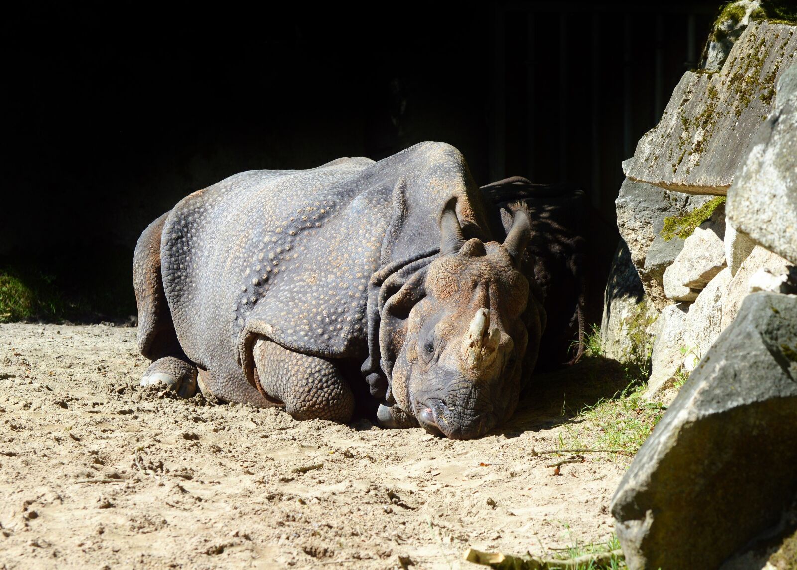 Nikon D3200 sample photo. Rhino, animal, mammal photography