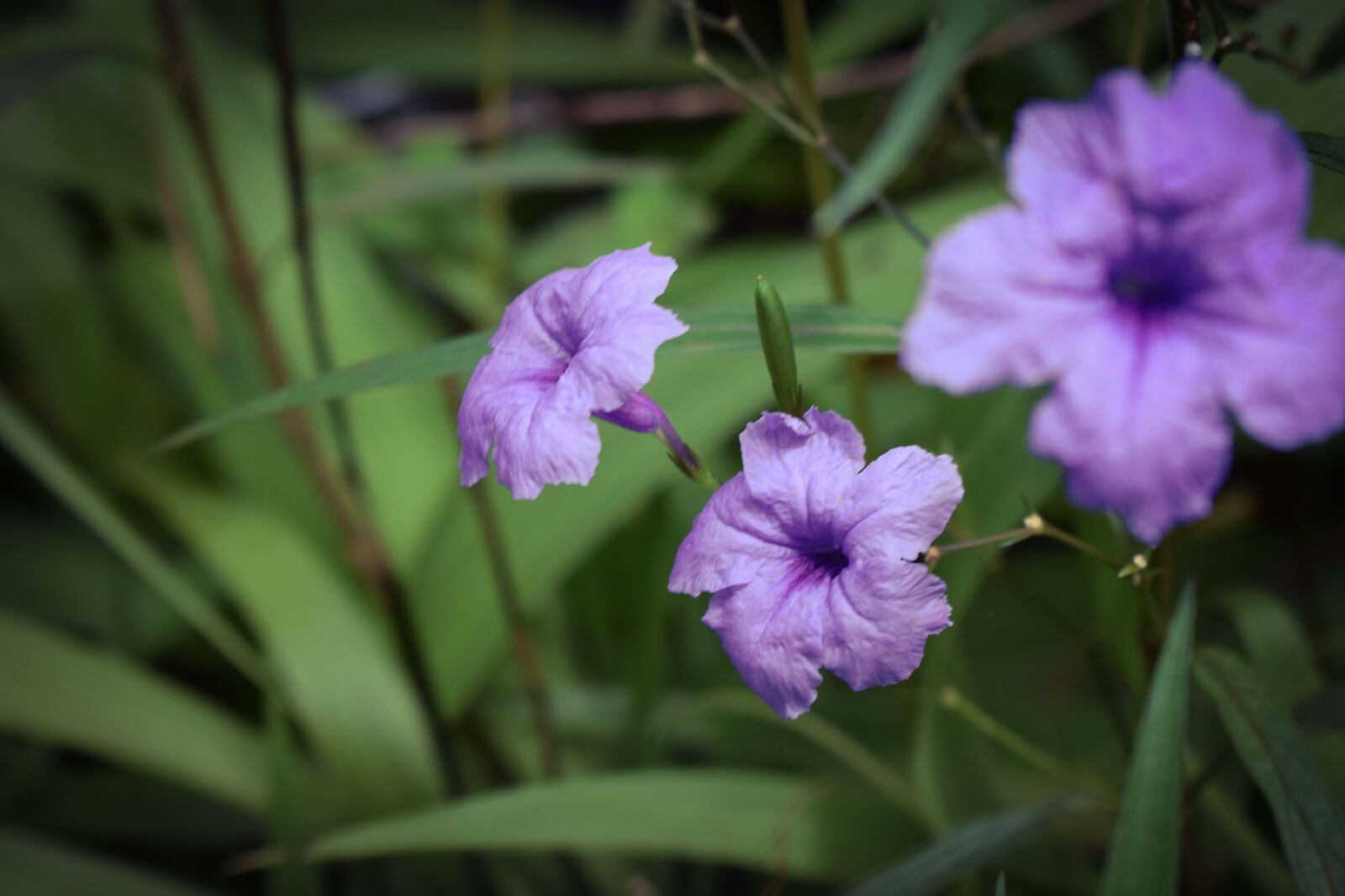 Nikon D3300 sample photo
