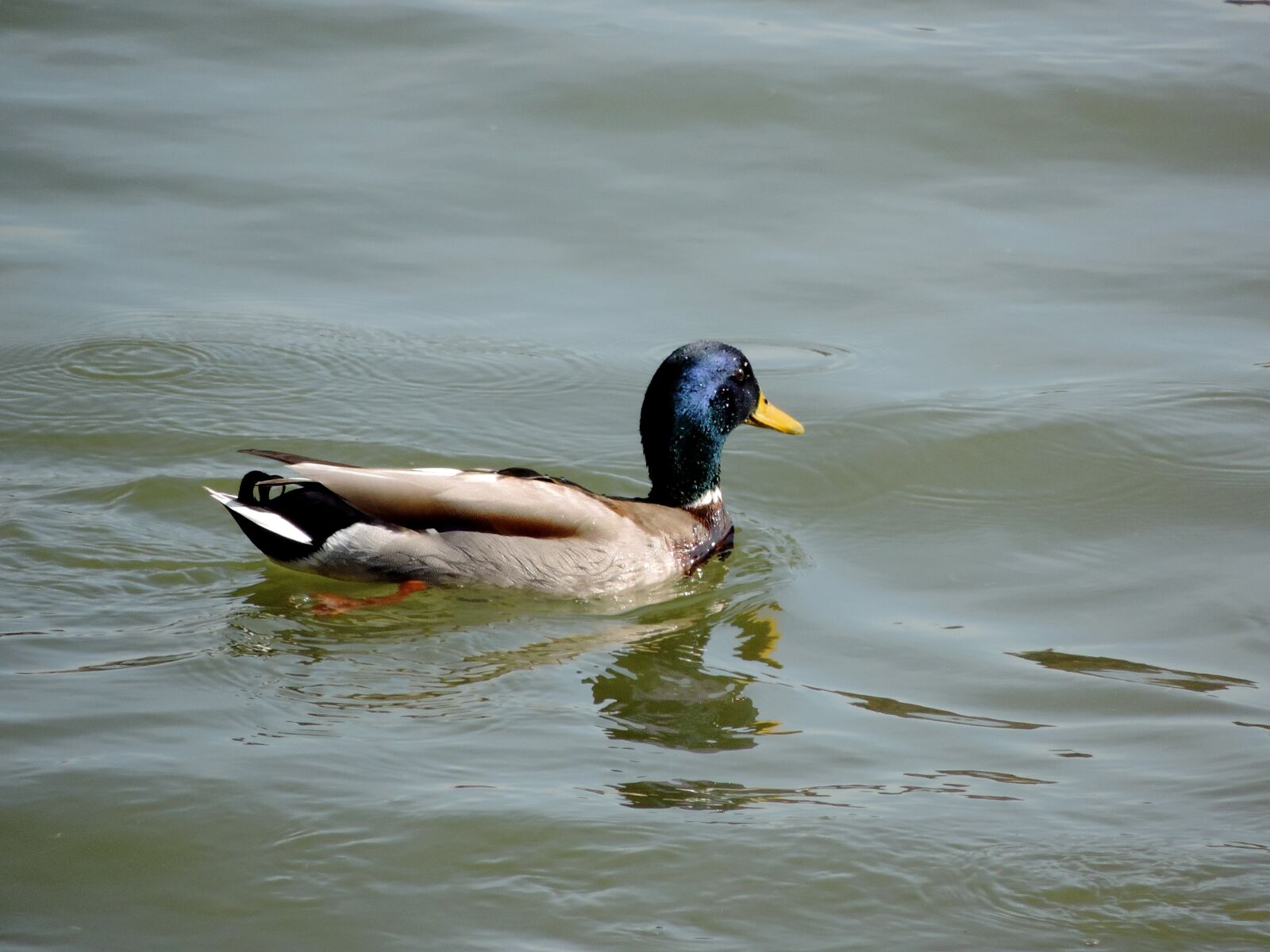 Nikon Coolpix P520 sample photo. Duck, bird, waterfowl, feather photography