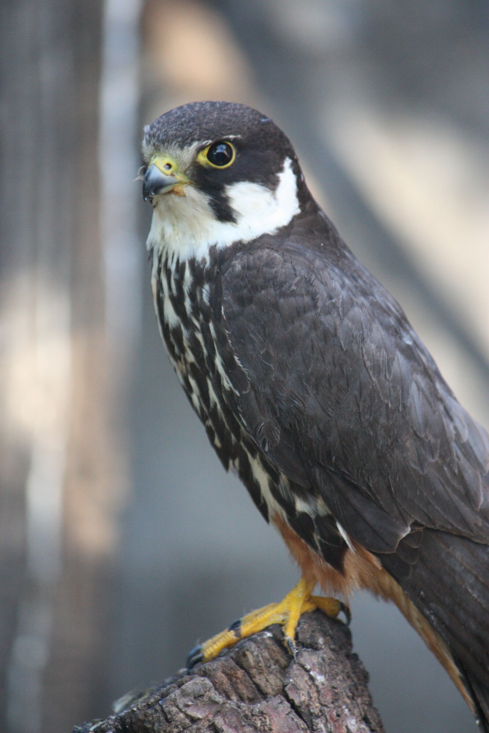 Canon EOS 450D (EOS Rebel XSi / EOS Kiss X2) sample photo. Falcon eurasian hobby, raptor photography