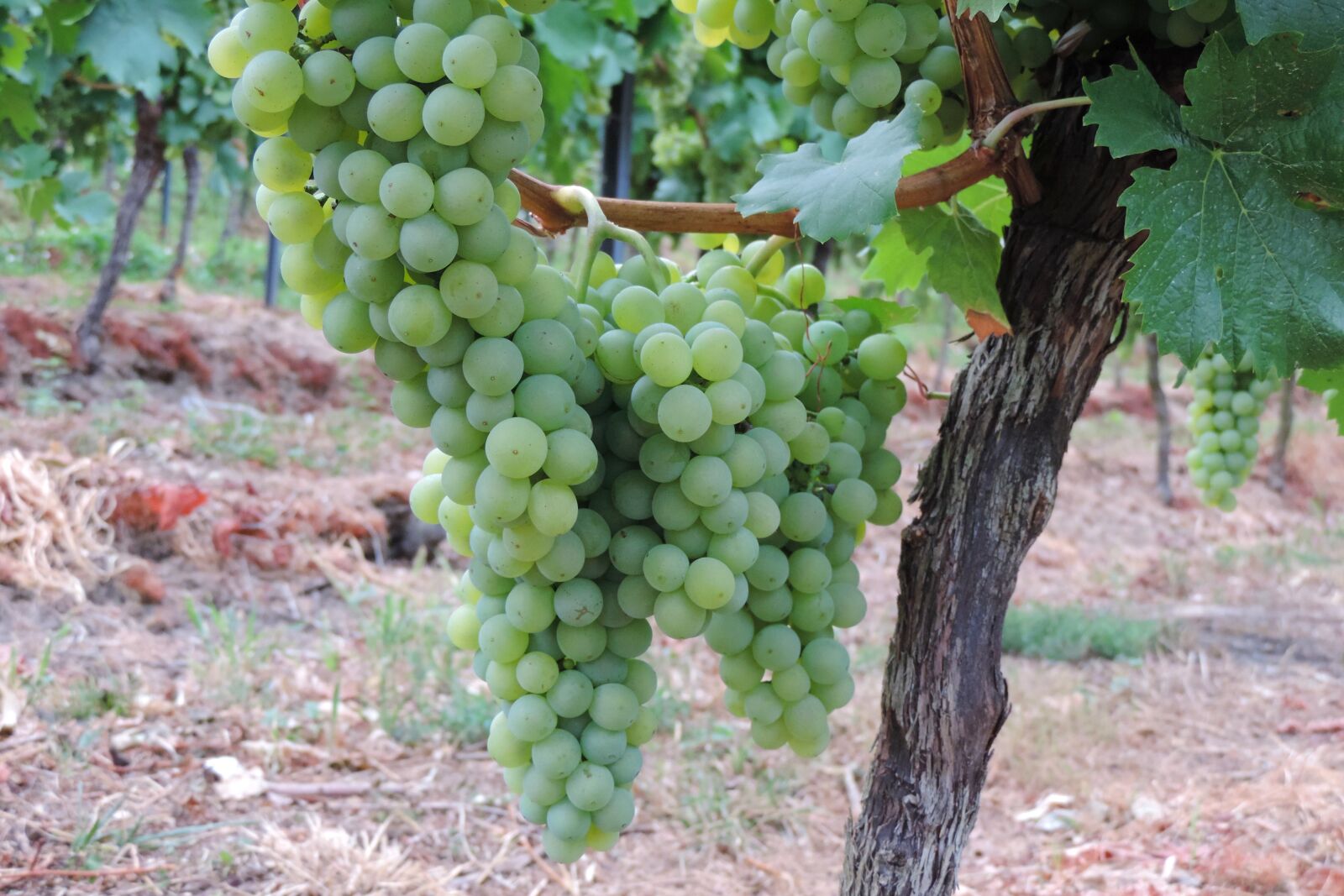 Nikon Coolpix P520 sample photo. Grapes, vines, fruit photography