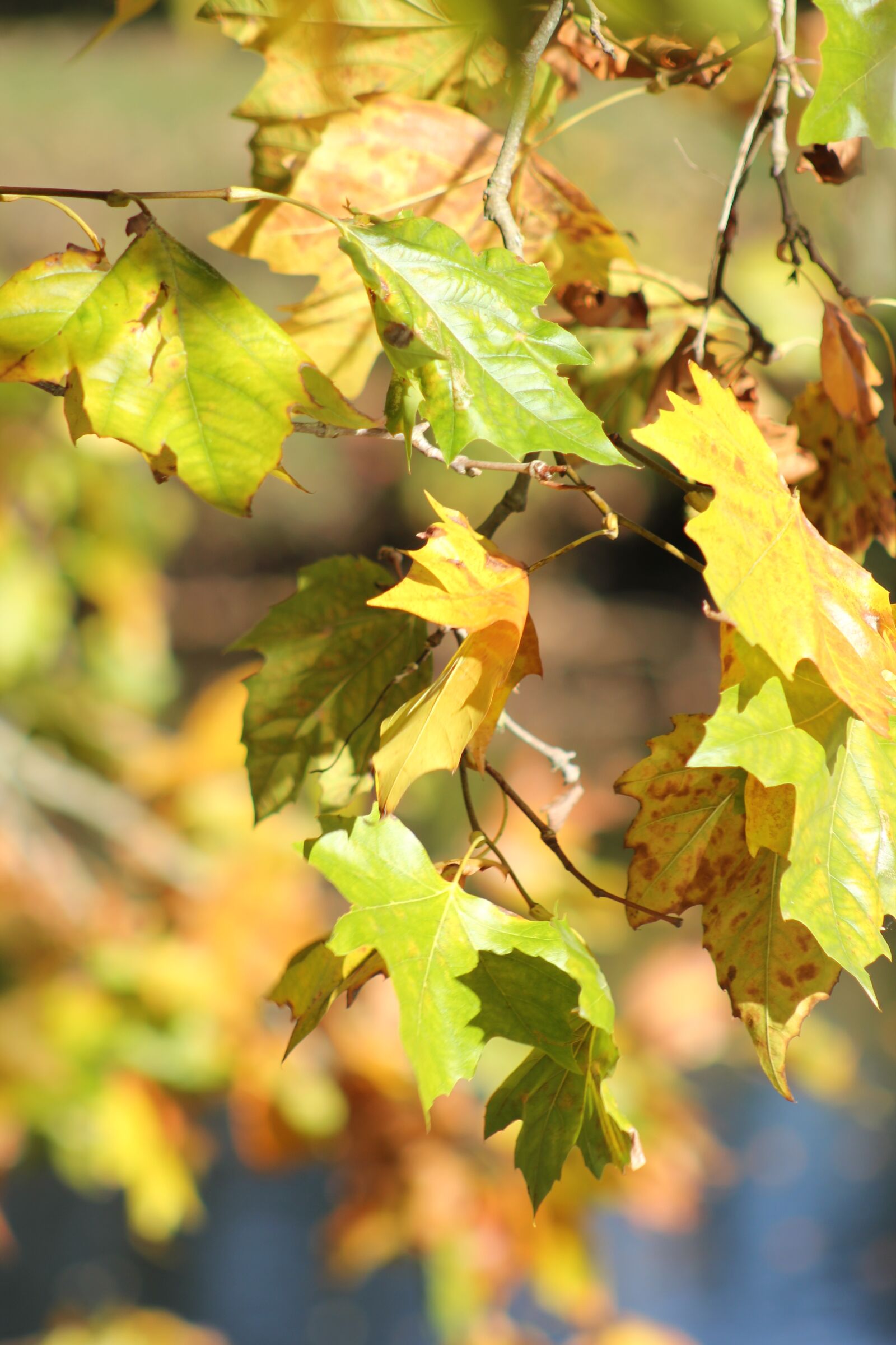 Canon EOS 550D (EOS Rebel T2i / EOS Kiss X4) sample photo. Leaves, fall, season photography