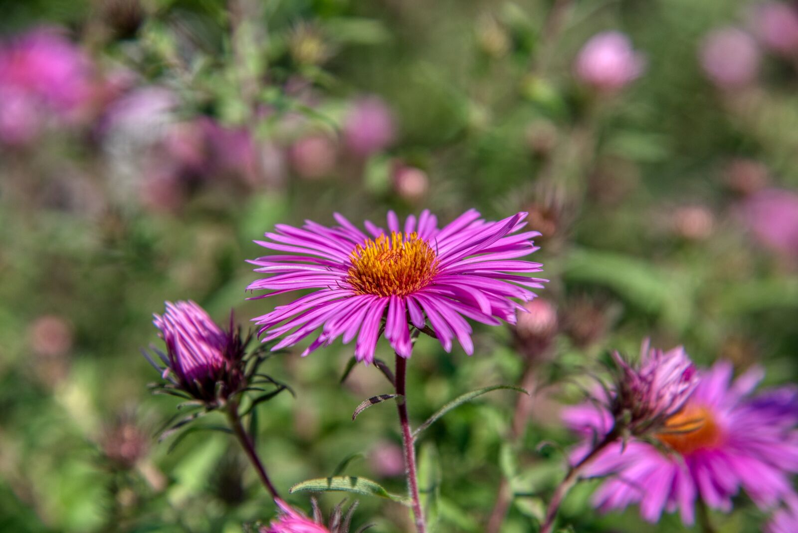 Nikon D750 sample photo. Asters, late summer, season photography