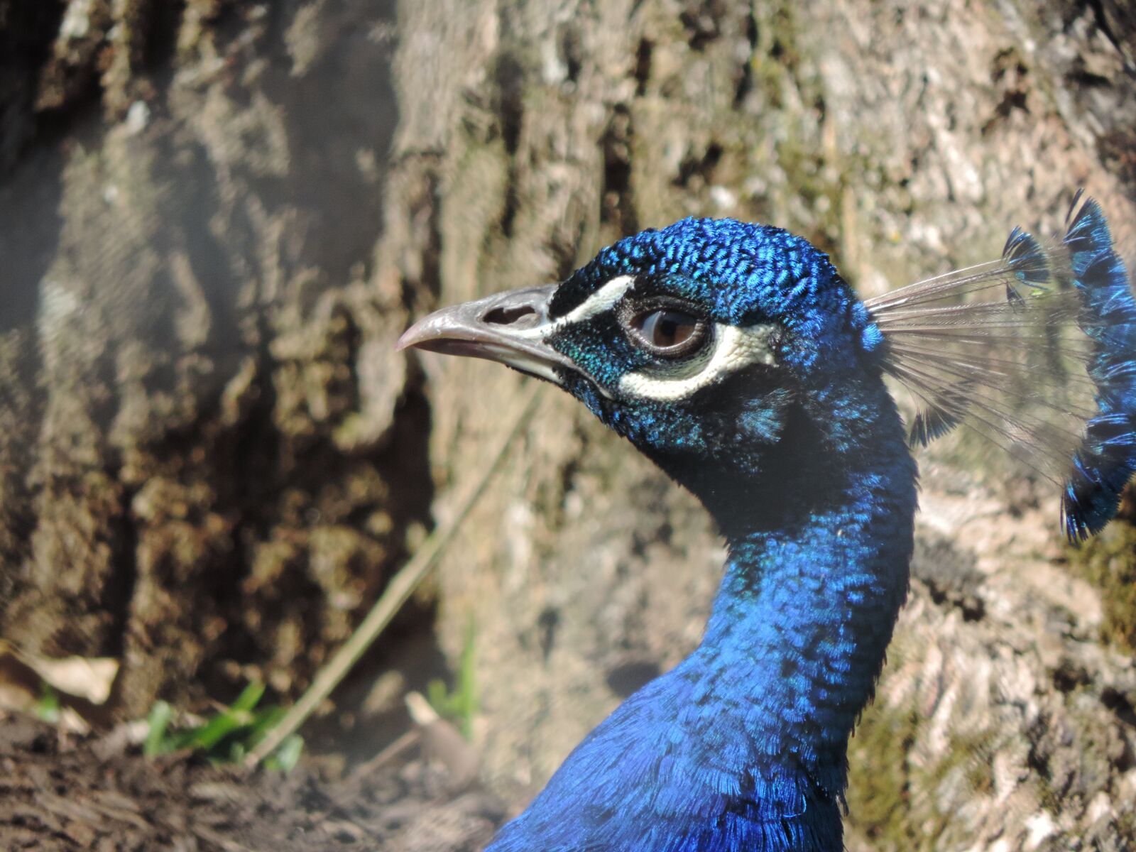 Nikon Coolpix P520 sample photo. Pheasant, curitiba, zoo photography