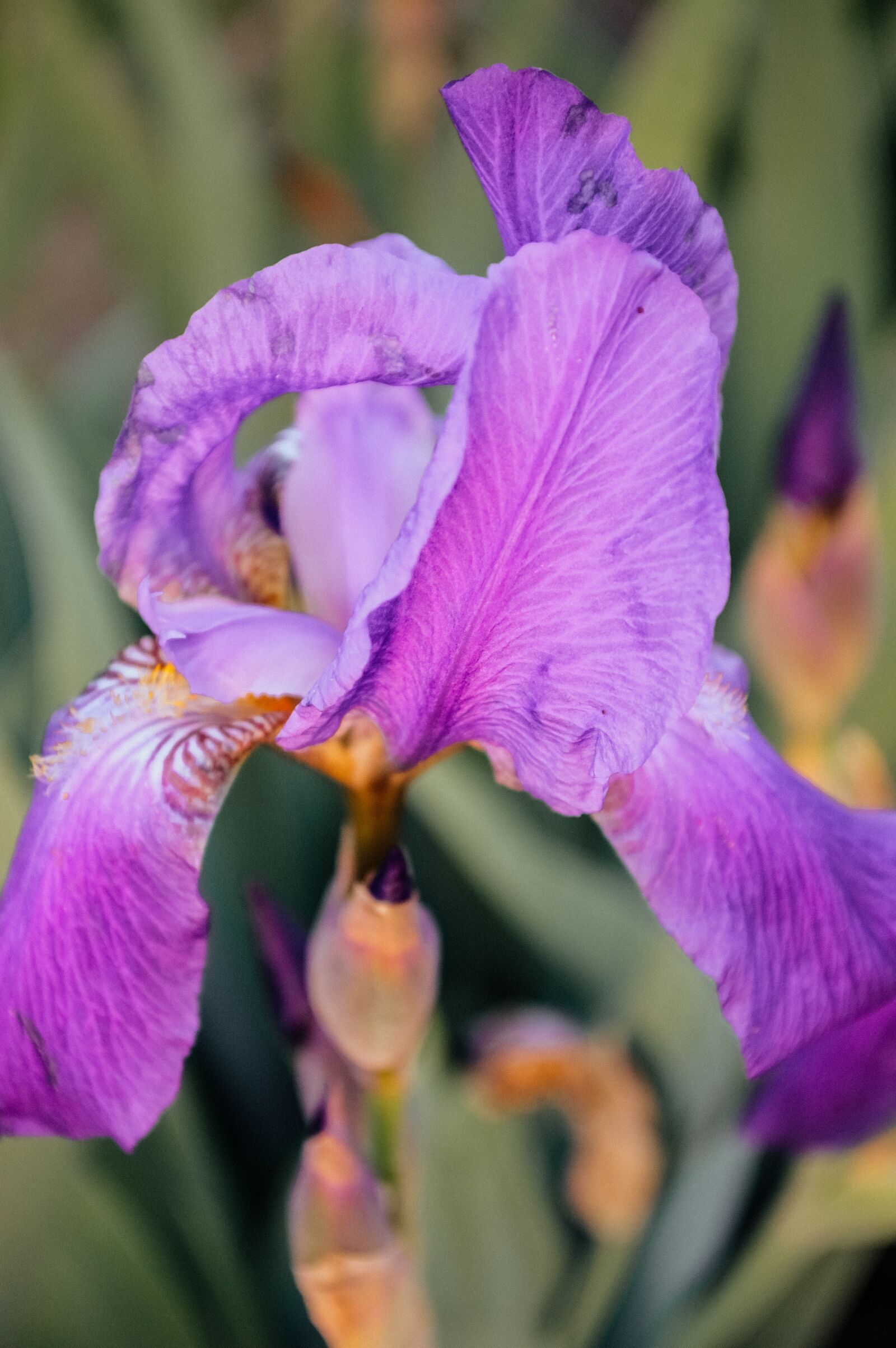 Nikon D3200 sample photo. Iris, irises, flowers photography