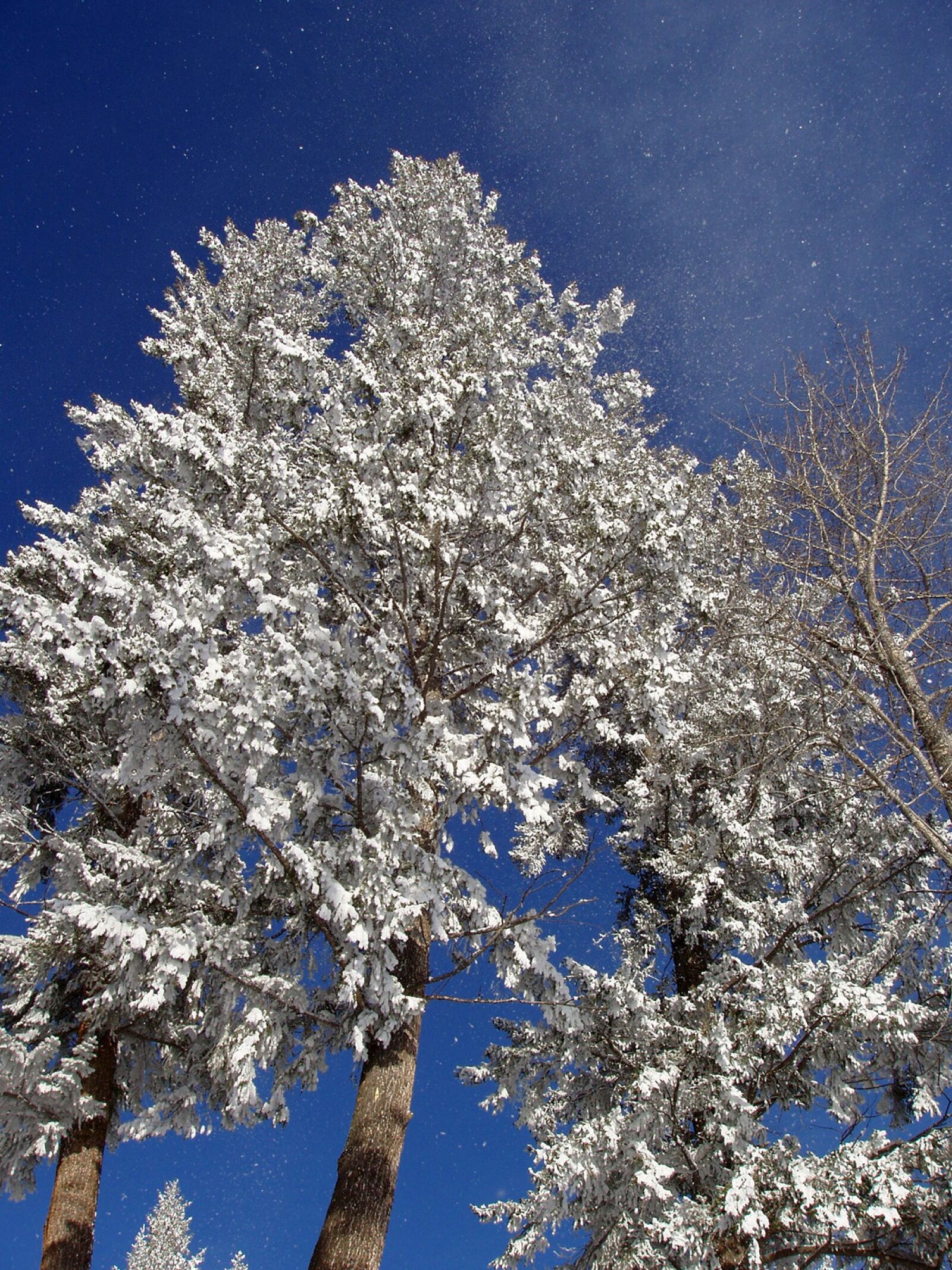 Olympus X-2,C-50Z sample photo. Trees, snow, covered photography