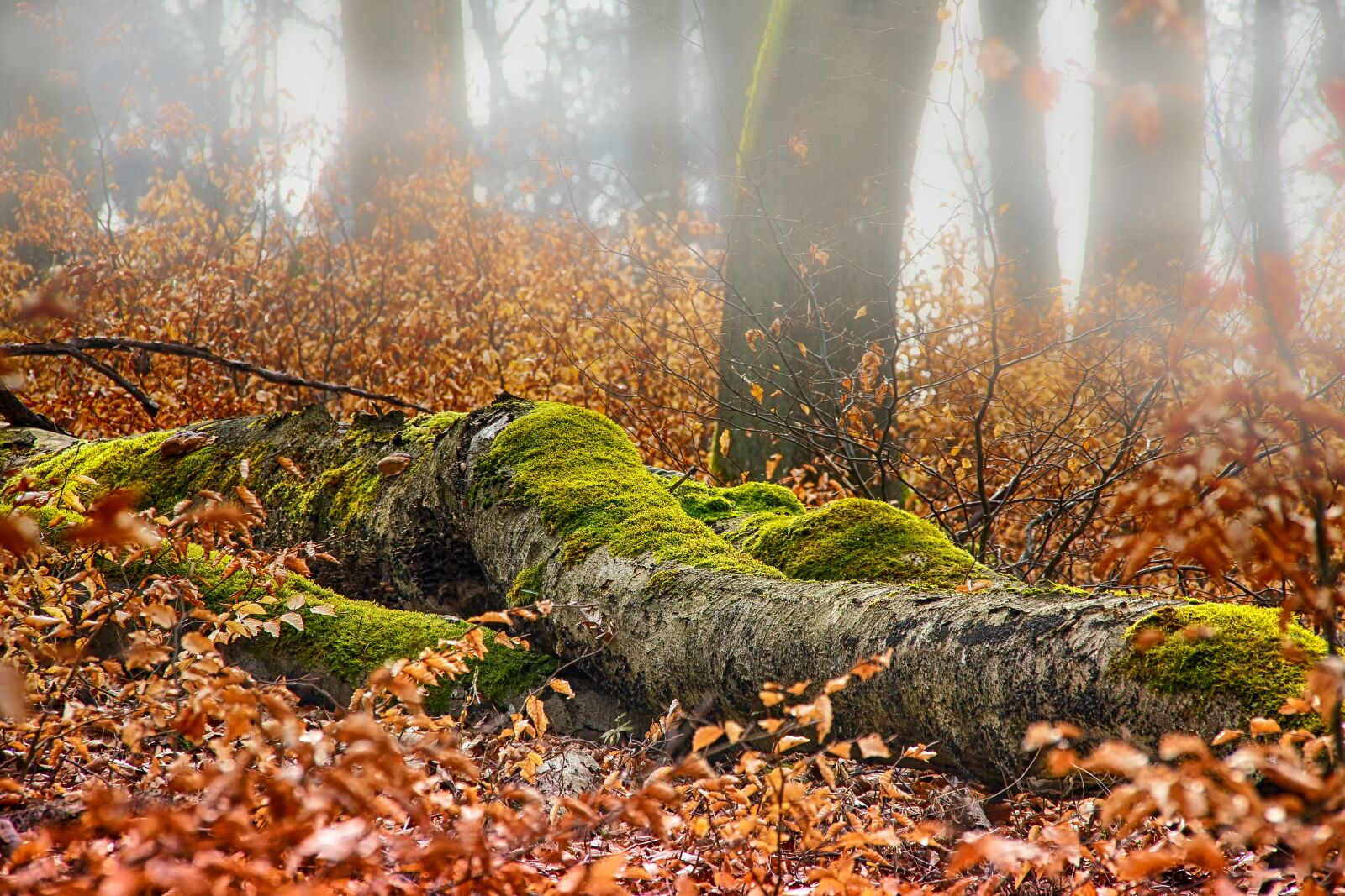 Canon EOS 550D (EOS Rebel T2i / EOS Kiss X4) sample photo. Autumn, forest, log photography