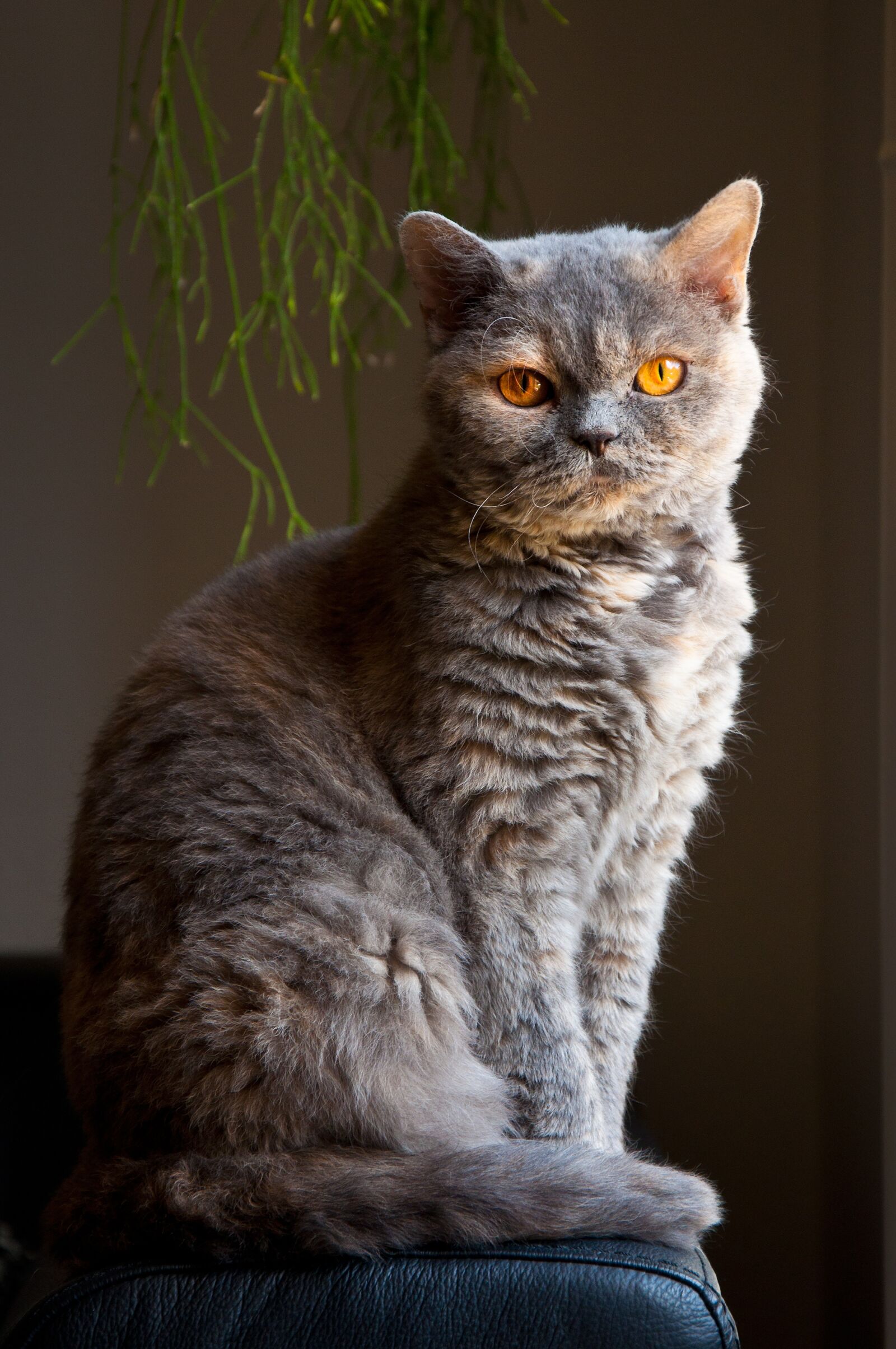 Nikon D90 sample photo. Cat, elegant, sitting photography