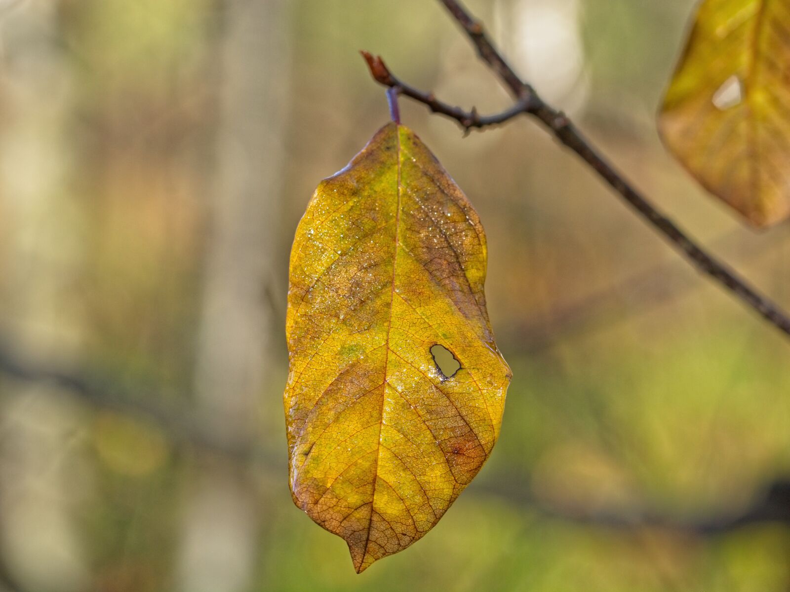 Sigma 105mm F2.8 EX DG OS HSM sample photo. Autumn, leaf, individually photography