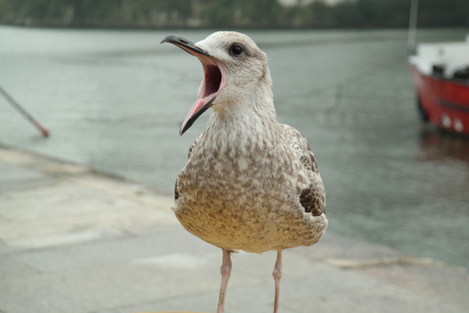 Samsung NX30 sample photo. Seagull, scream, bird photography