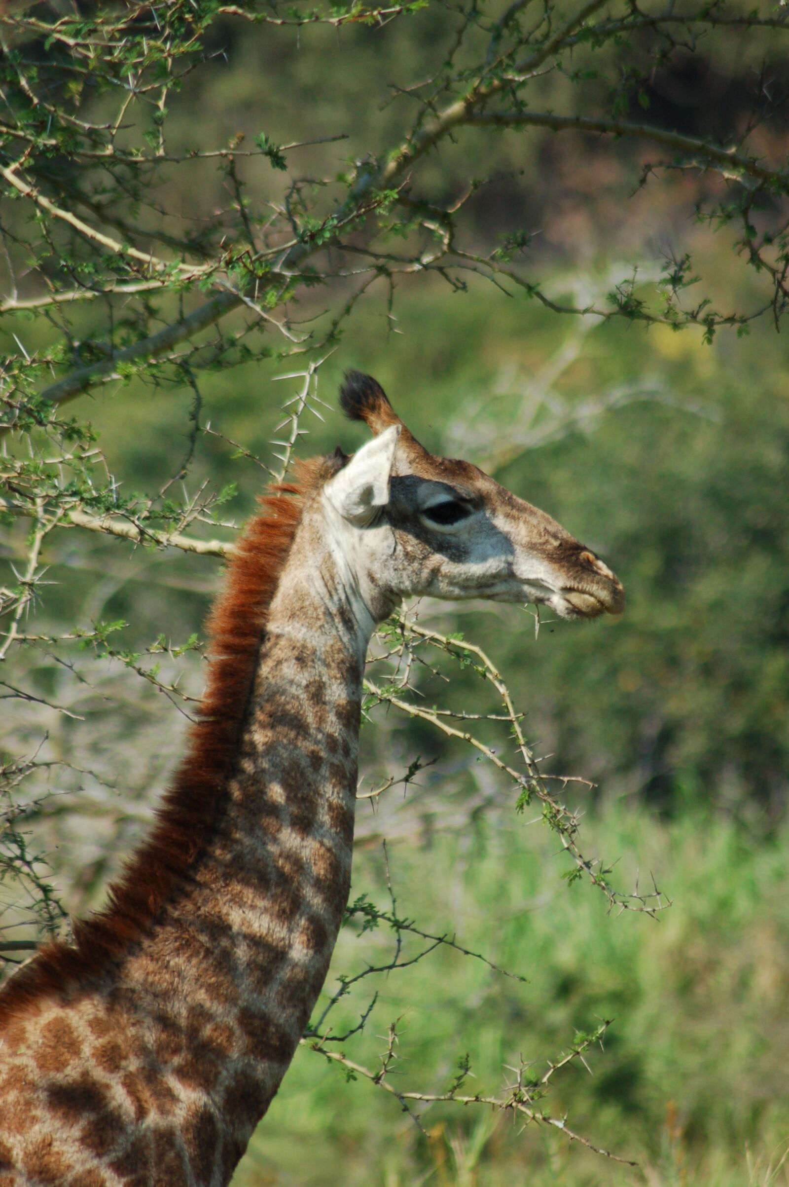 Nikon D50 sample photo. Africa, animals, giraffe photography