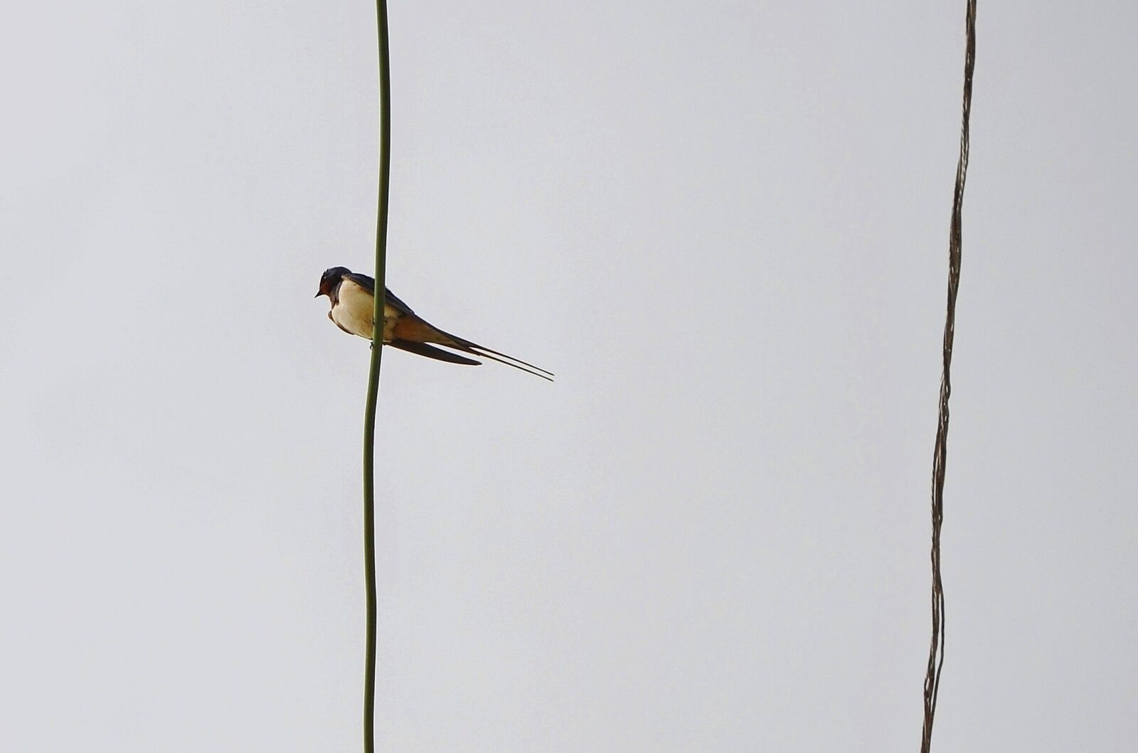 Nikon D7000 sample photo. Bird, sky, fly photography