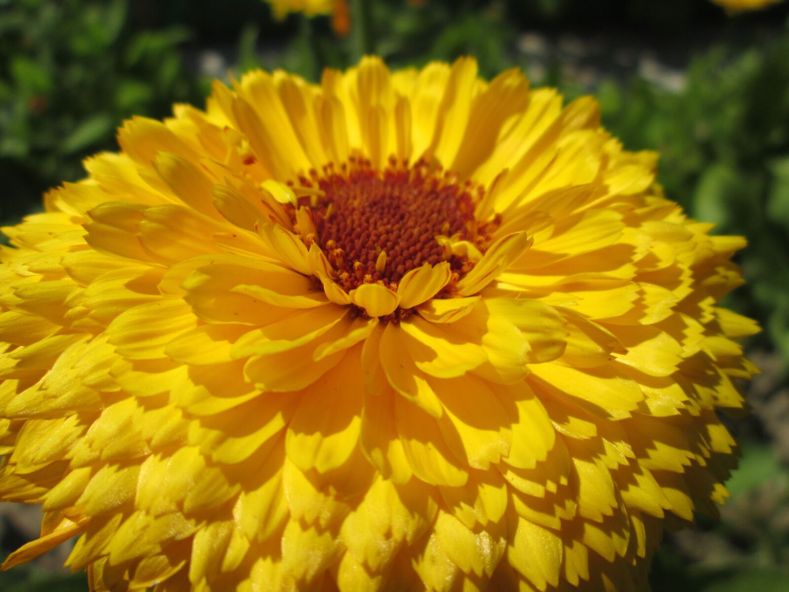 Canon PowerShot A2500 sample photo. Marigold, flower, flowers photography