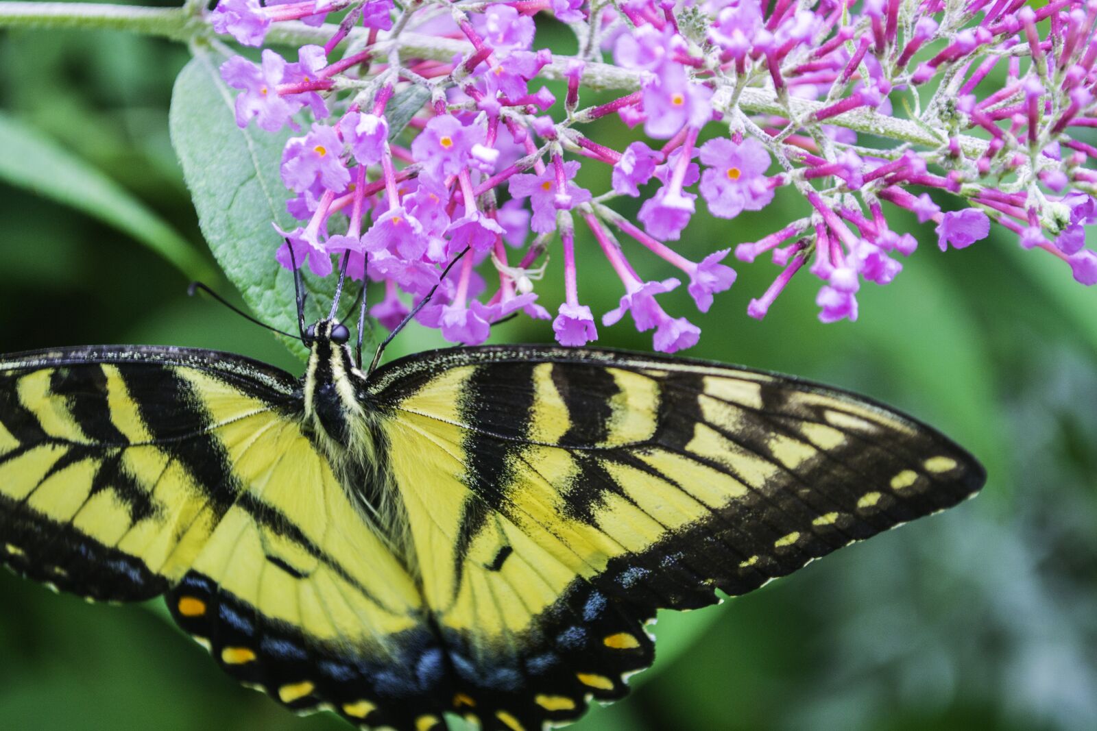 Nikon D3100 sample photo. Butterfly, flowers, purple photography