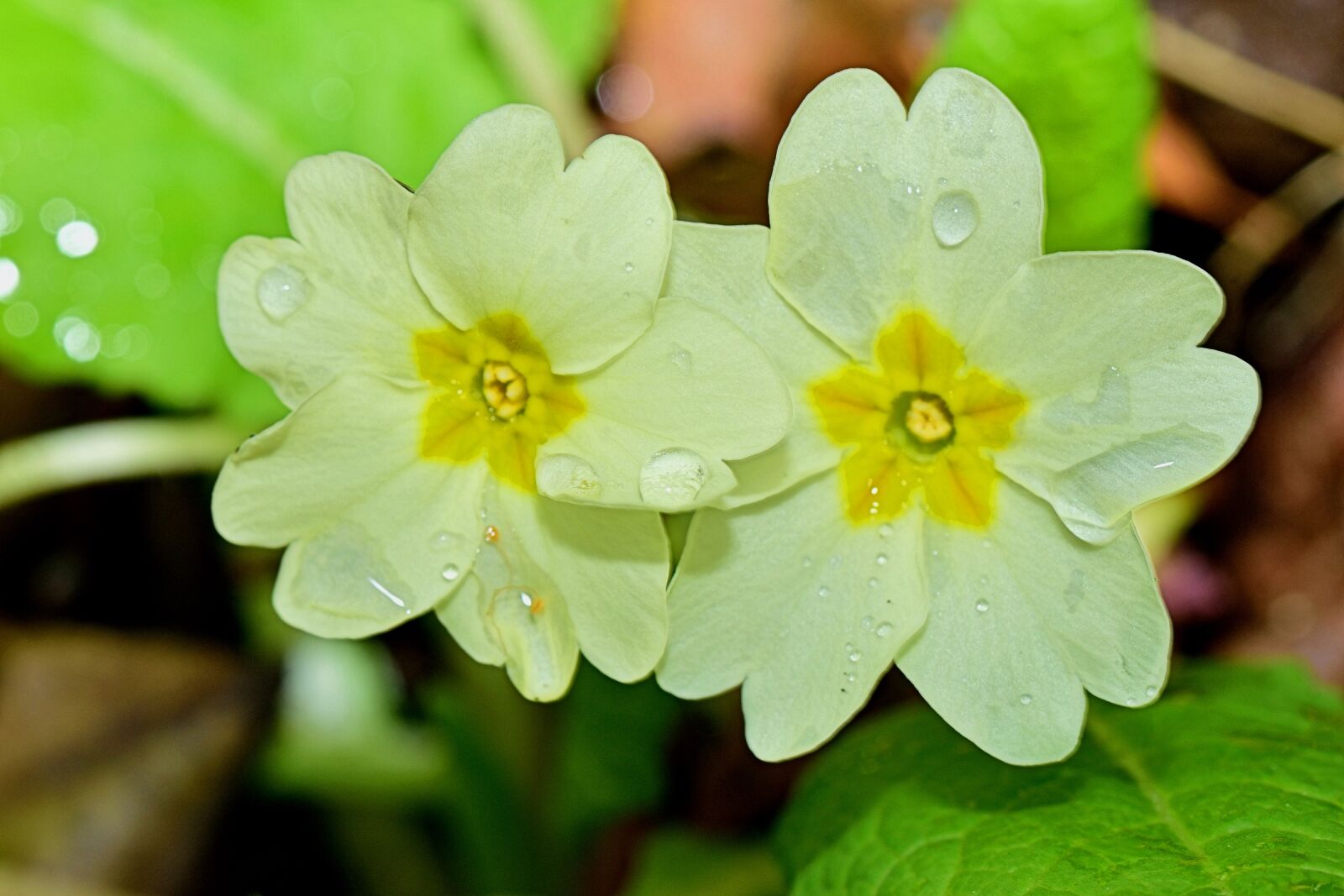 Nikon D5300 sample photo. Flower, mount, macro photography