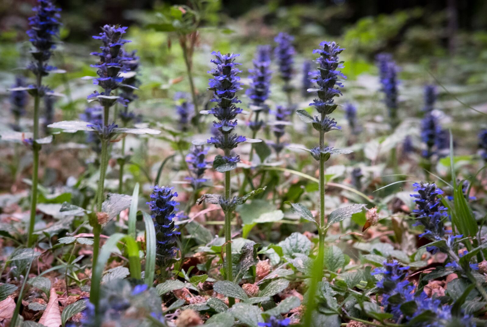 Fujifilm X-T2 sample photo. Flowers, forest, violet photography