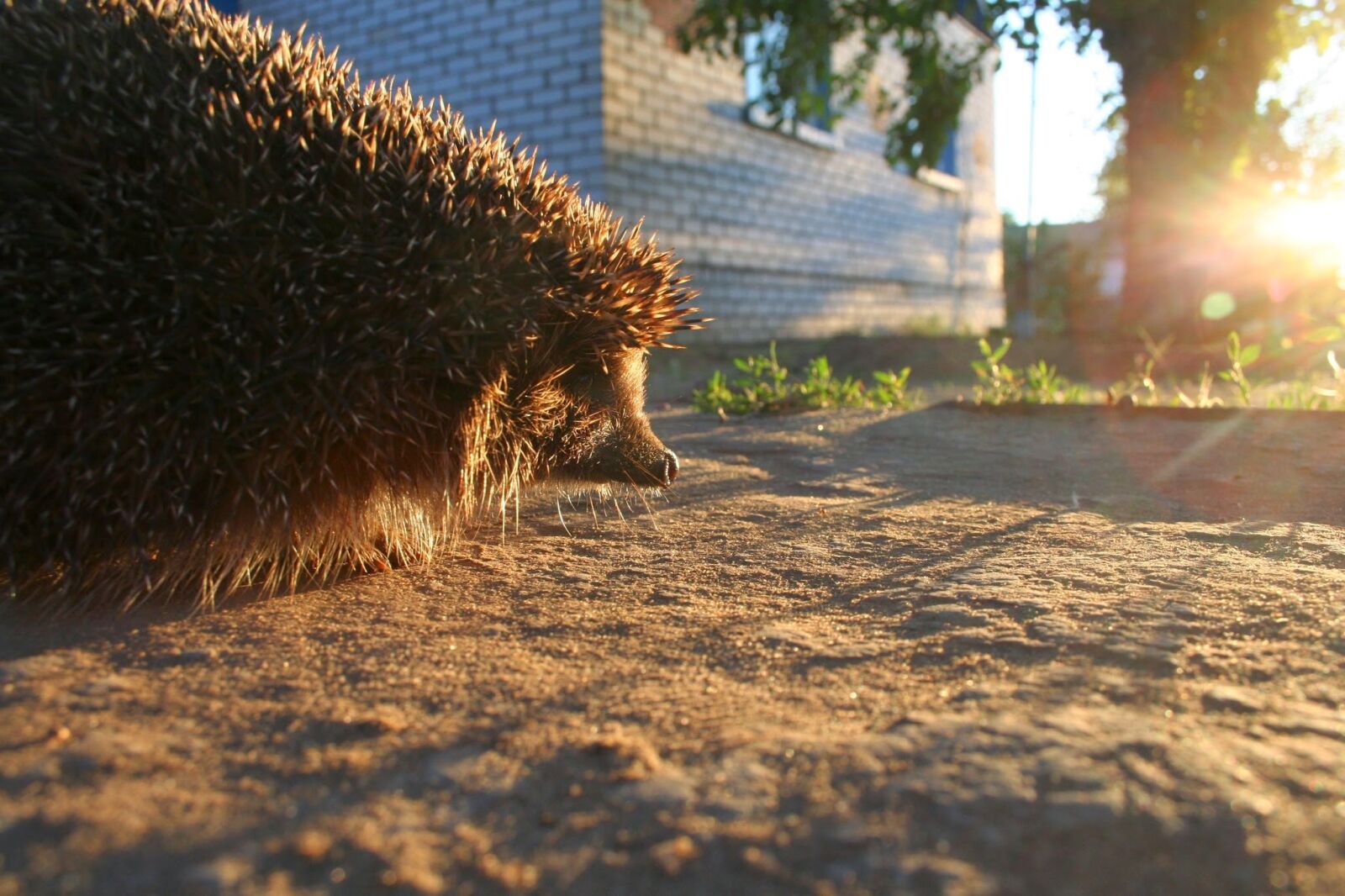 Canon EOS 350D (EOS Digital Rebel XT / EOS Kiss Digital N) sample photo. Nature, hedgehog, living nature photography