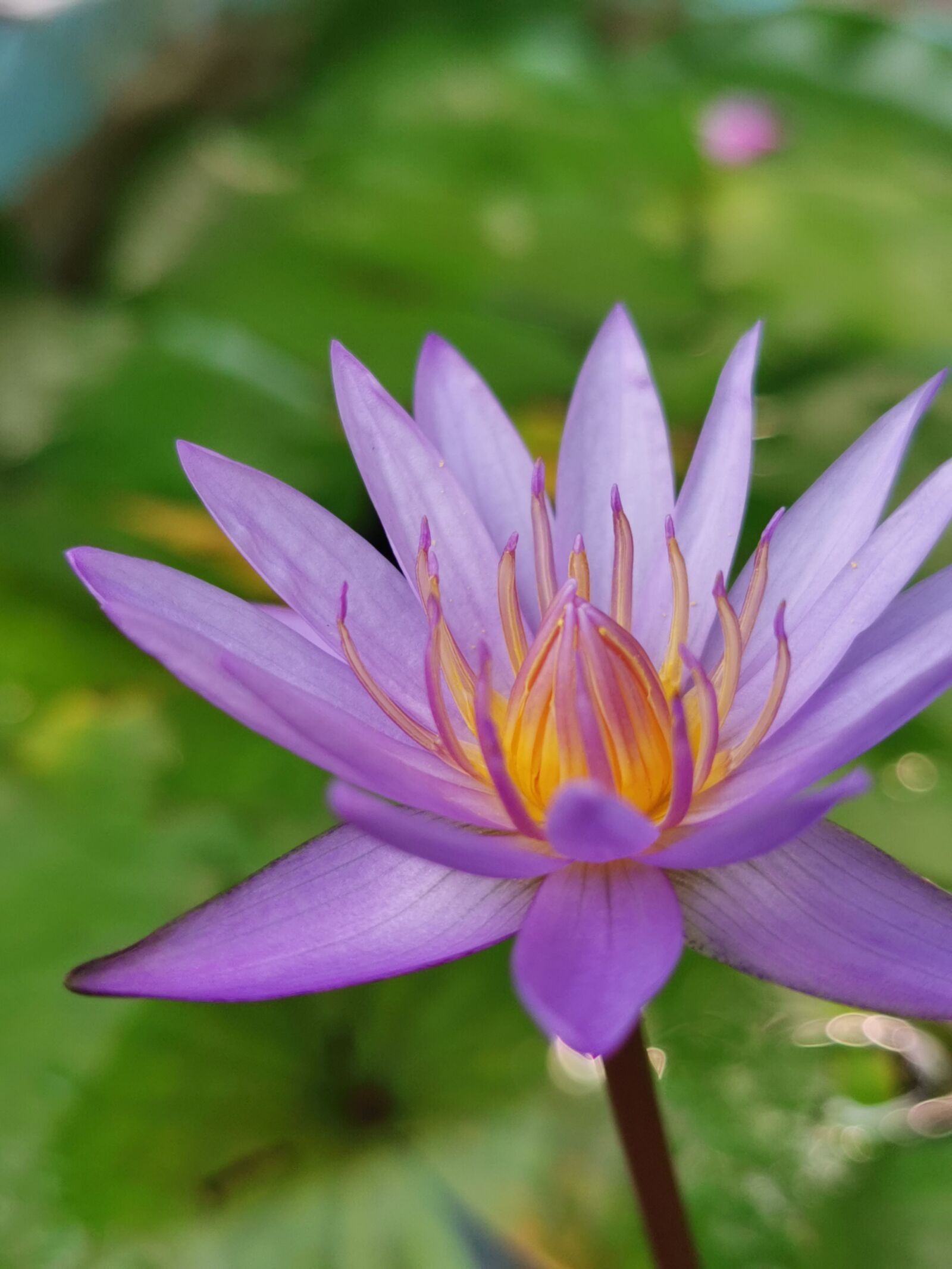 HUAWEI P30 Pro sample photo. Flower, lotus, thai lotus photography