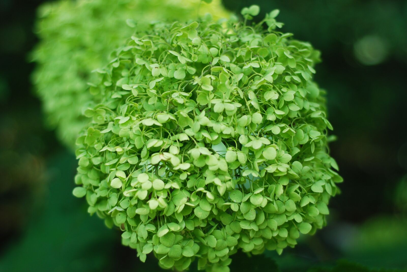 Nikon D80 sample photo. Plants, background, summer photography