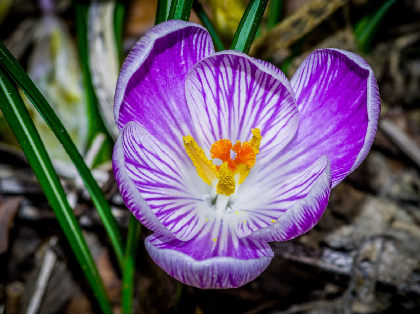 Pentax K-S2 + Pentax smc D-FA 100mm F2.8 Macro WR sample photo. Inside a flower, krokus photography