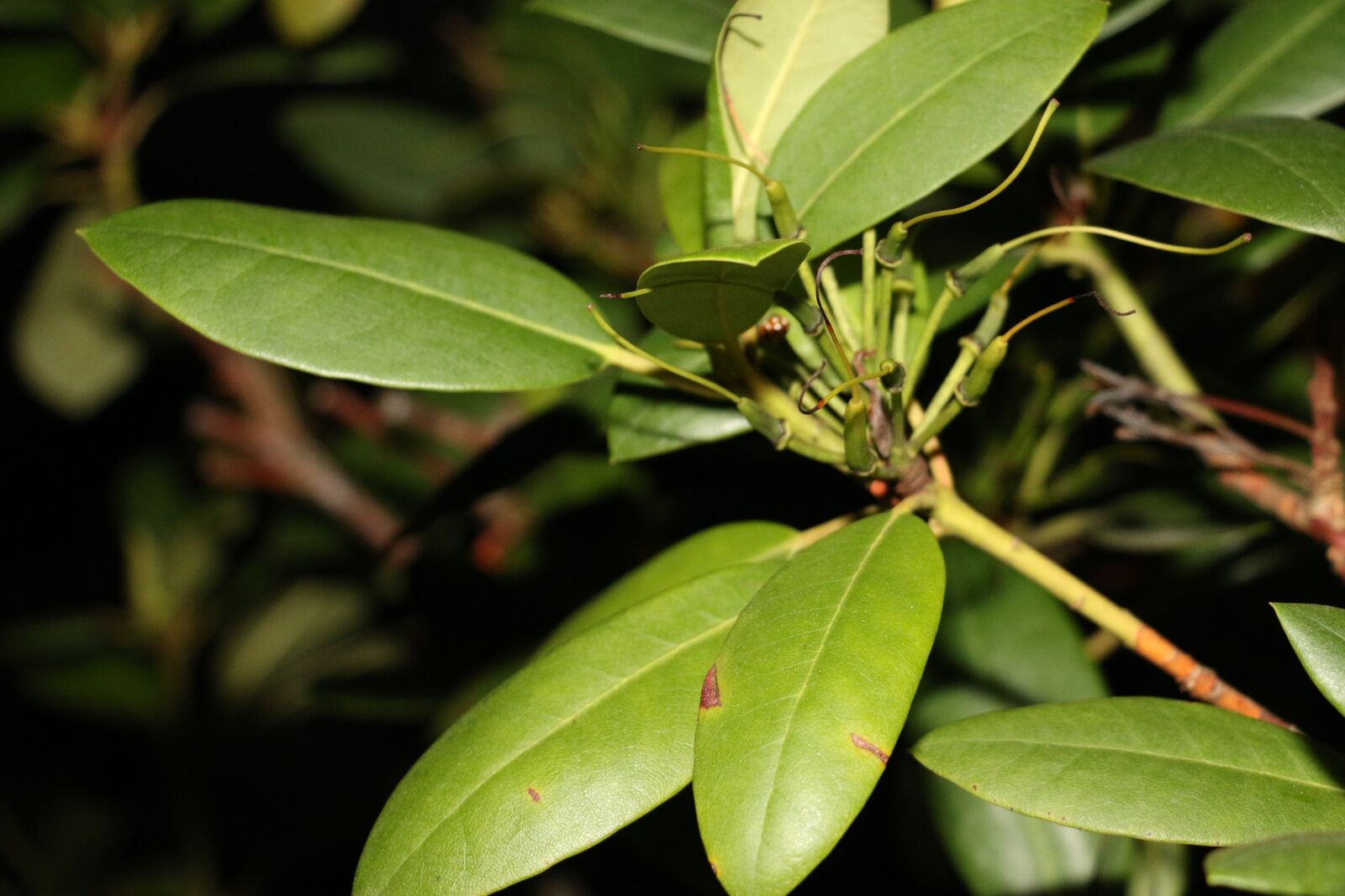 Canon EOS 70D sample photo. Flower, garden, green photography