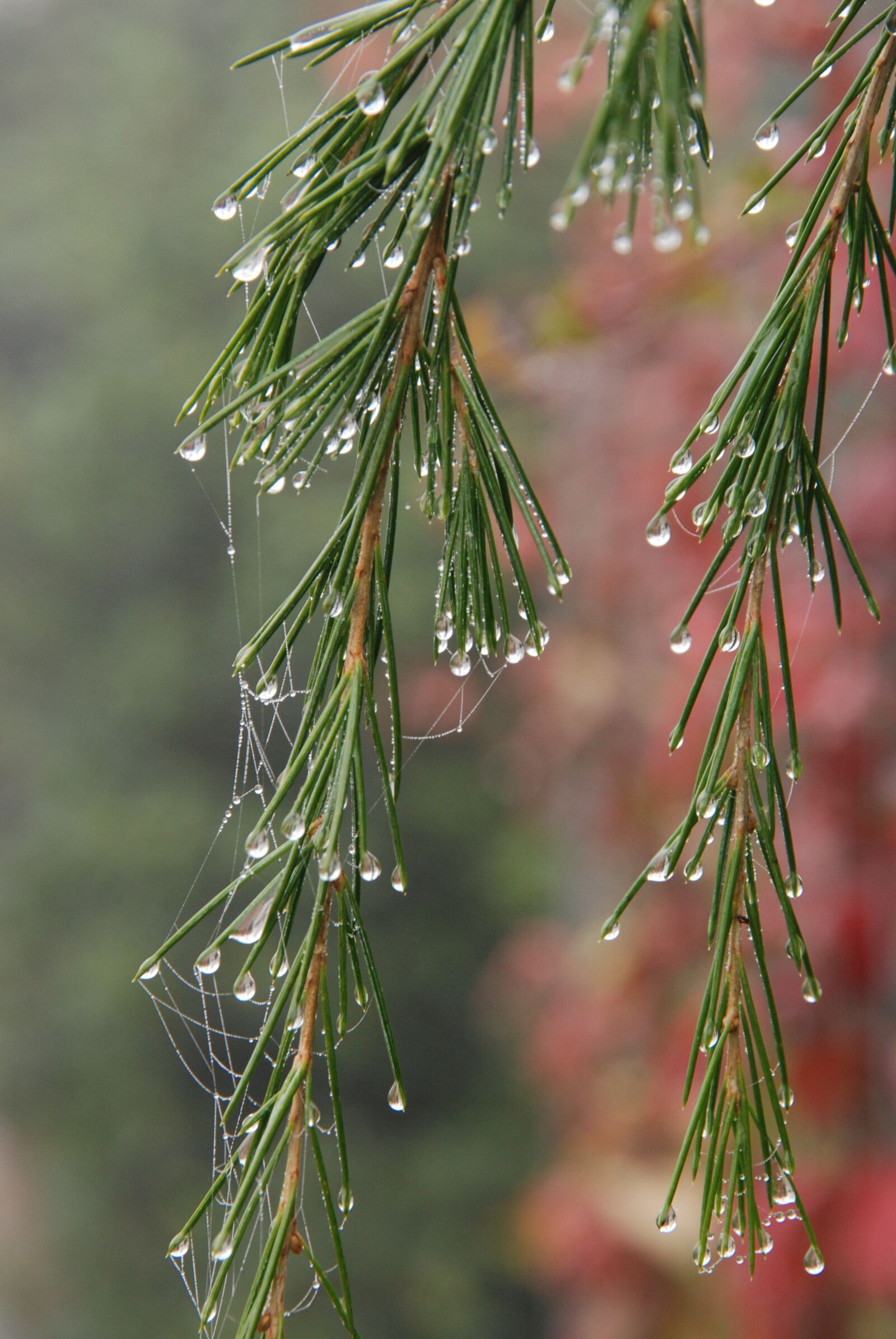Nikon D80 sample photo. Nature, fog, mist photography