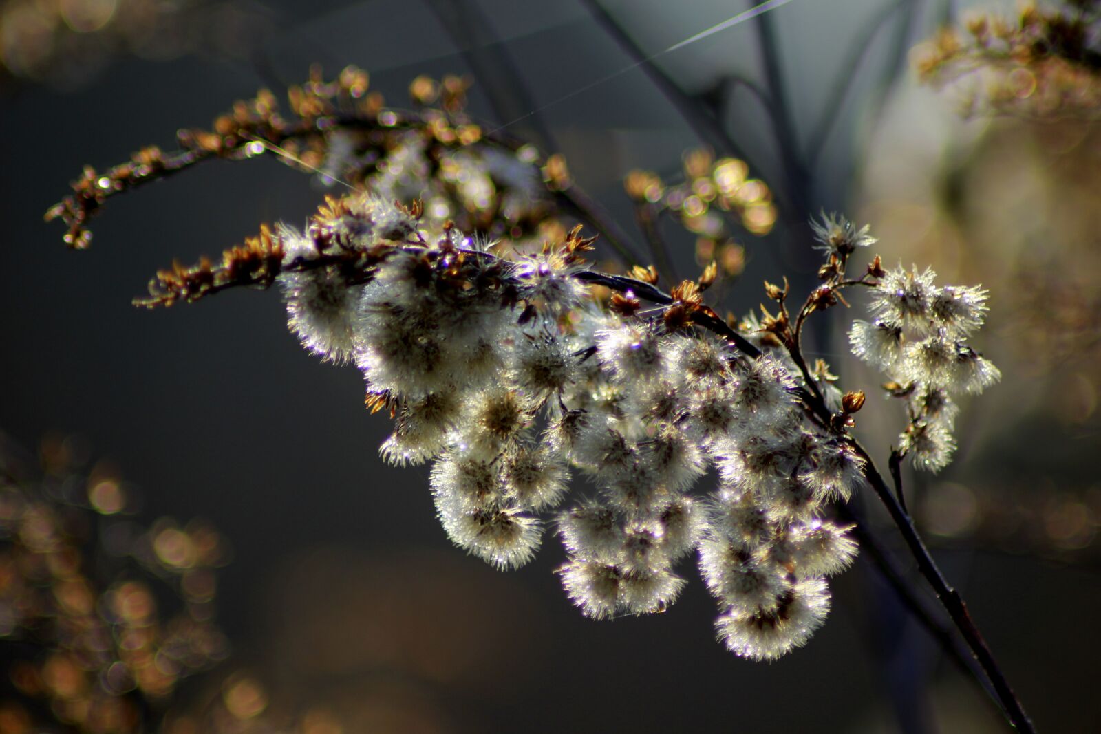 Canon EOS 100D (EOS Rebel SL1 / EOS Kiss X7) sample photo. Nature, plant, close up photography