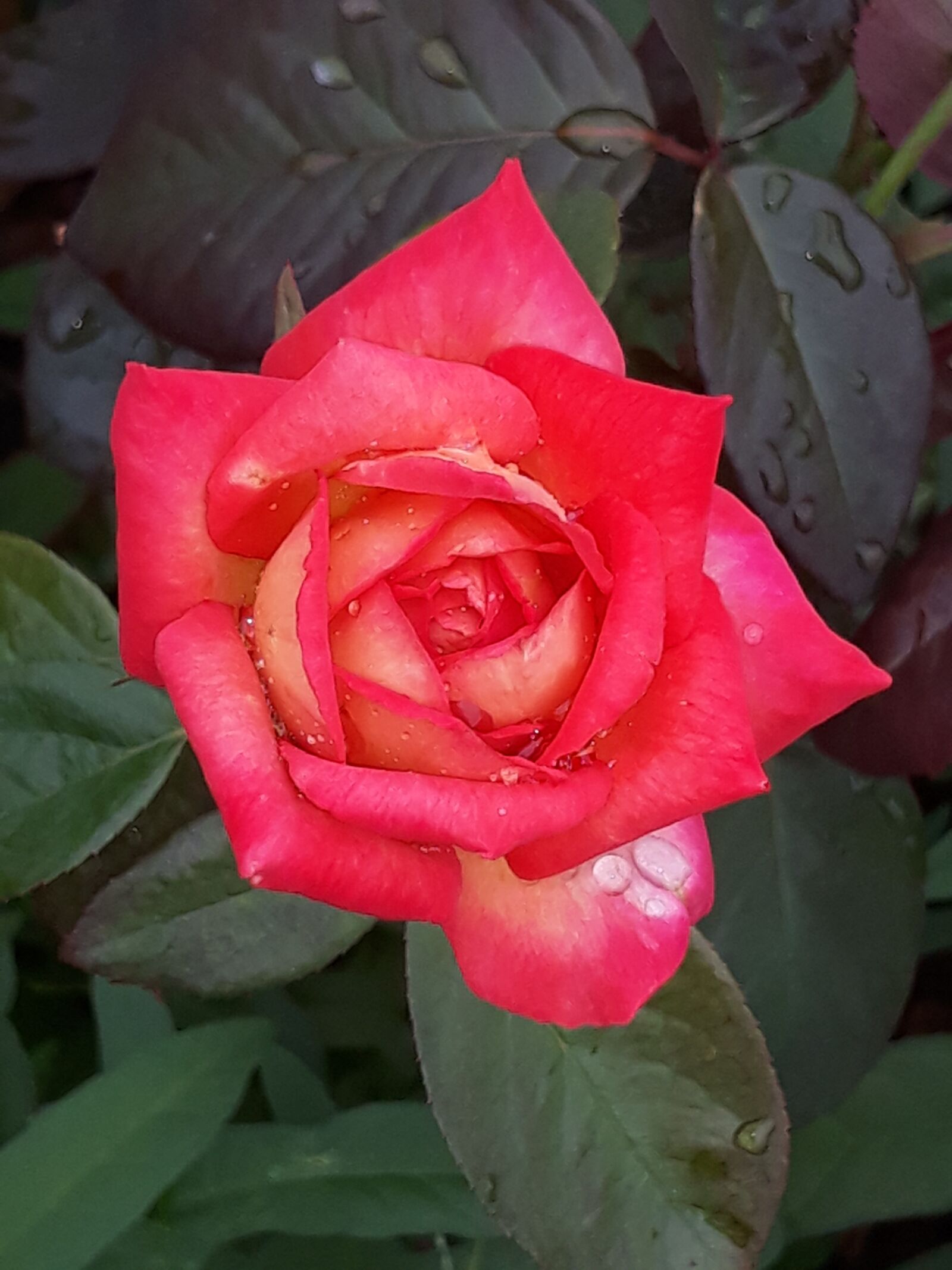Samsung Galaxy J5 sample photo. Rose, flowers, red photography