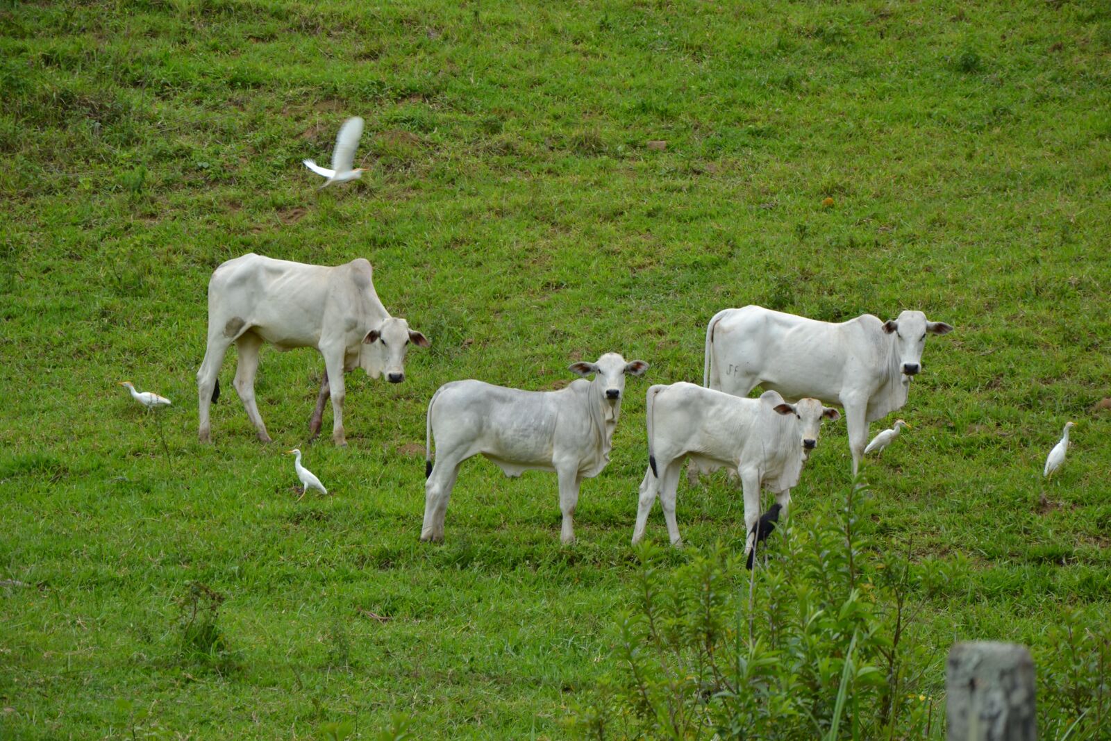 Nikon D3100 sample photo. Animal, boi, verde photography