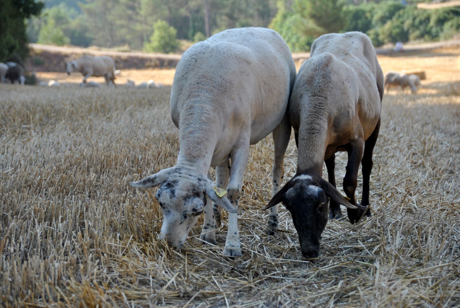 Nikon D3000 sample photo. Sheep, goat, nature photography