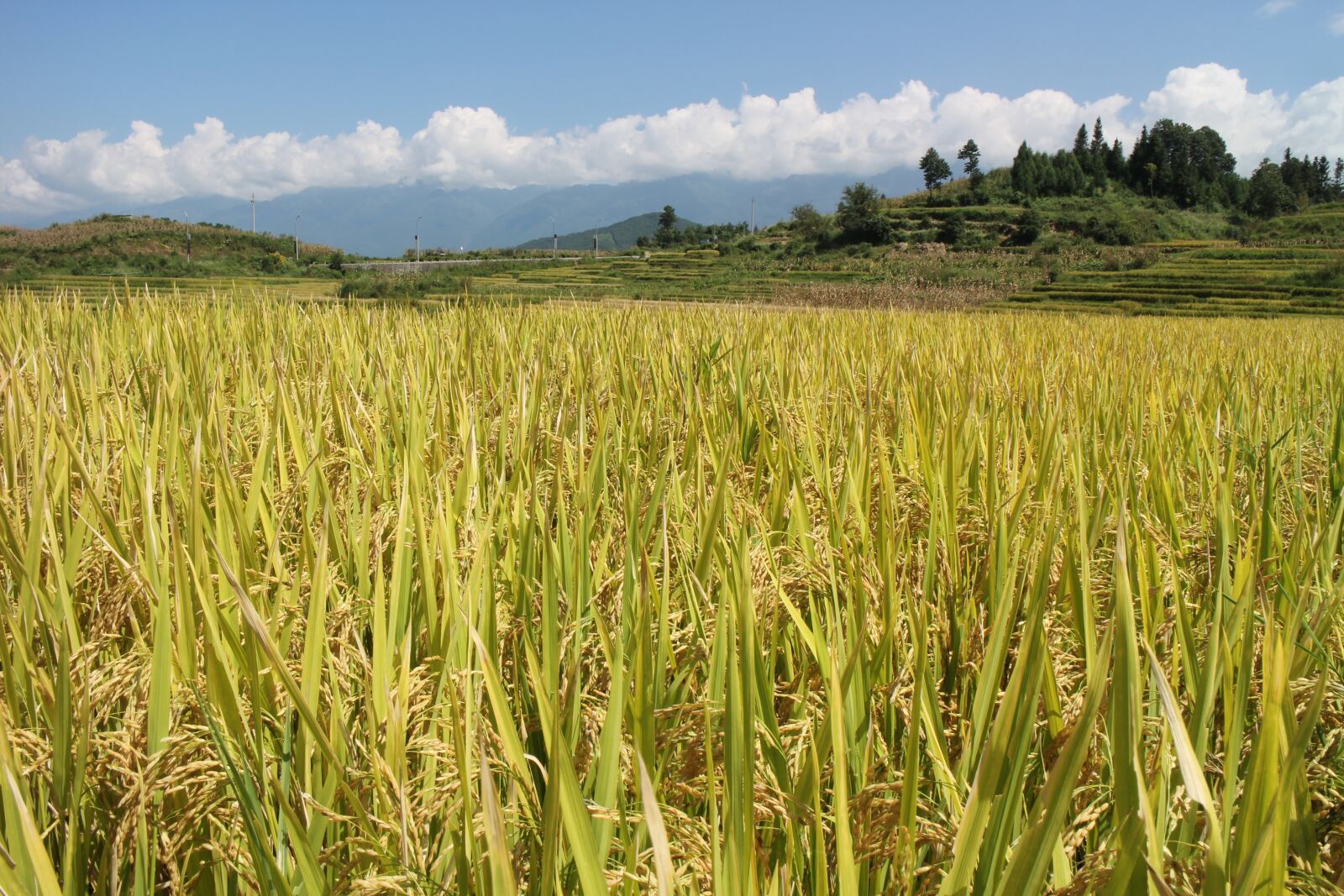 Canon EOS M2 sample photo. Field, ch, uyghur photography
