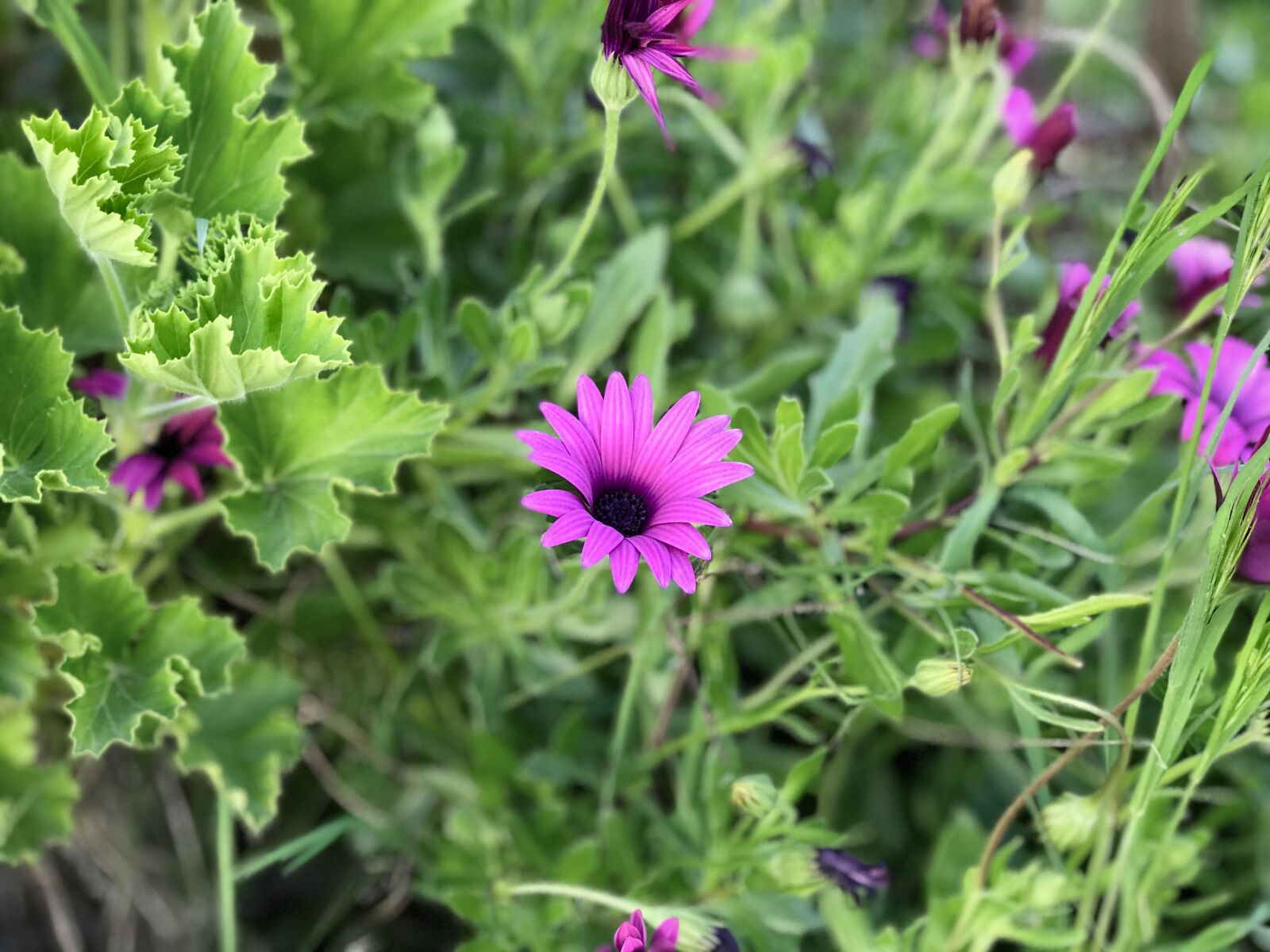 iPhone 7 Plus back dual camera 6.6mm f/2.8 sample photo. Flower, nature, plant photography