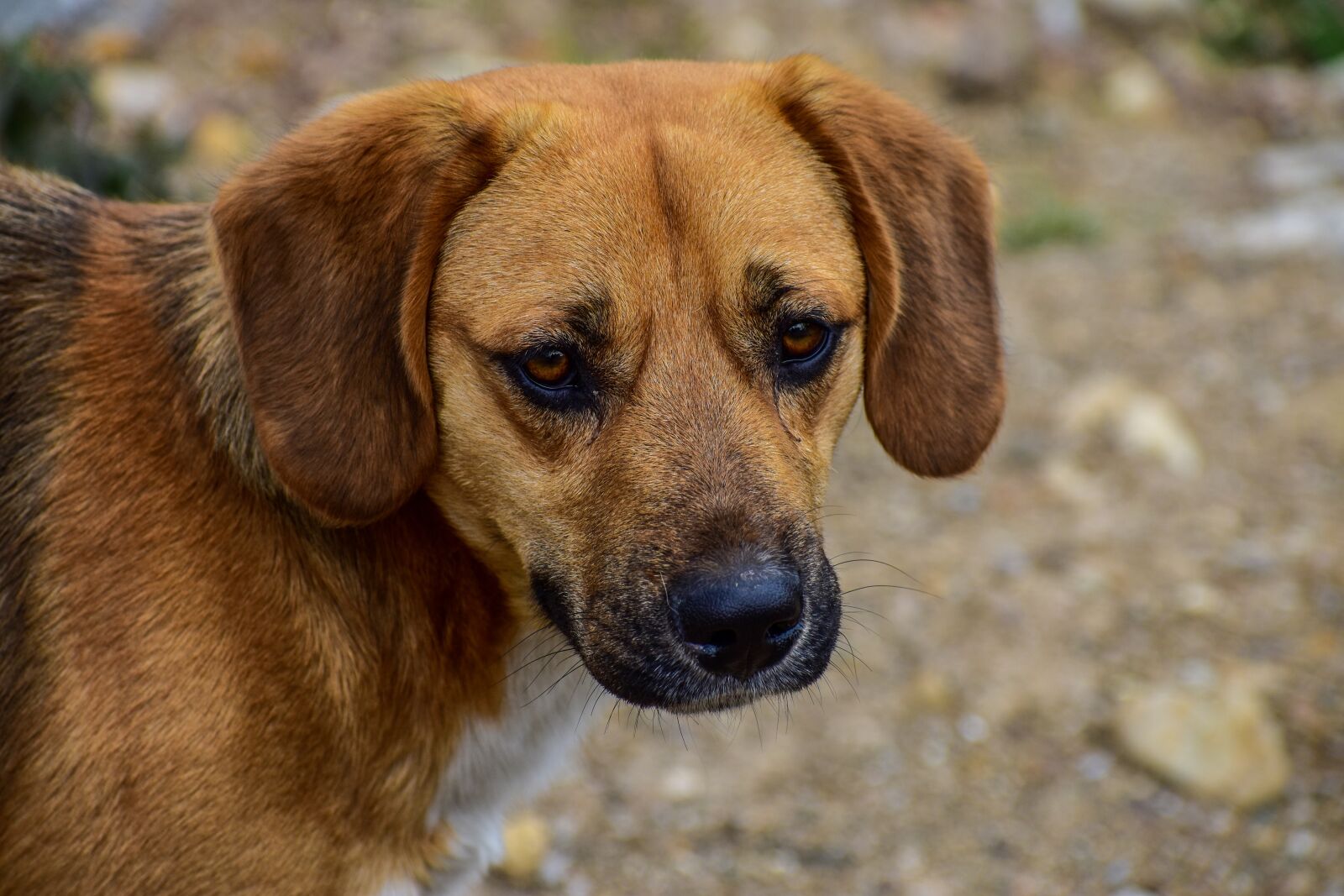 Nikon D3400 sample photo. Dog, pet, animals photography