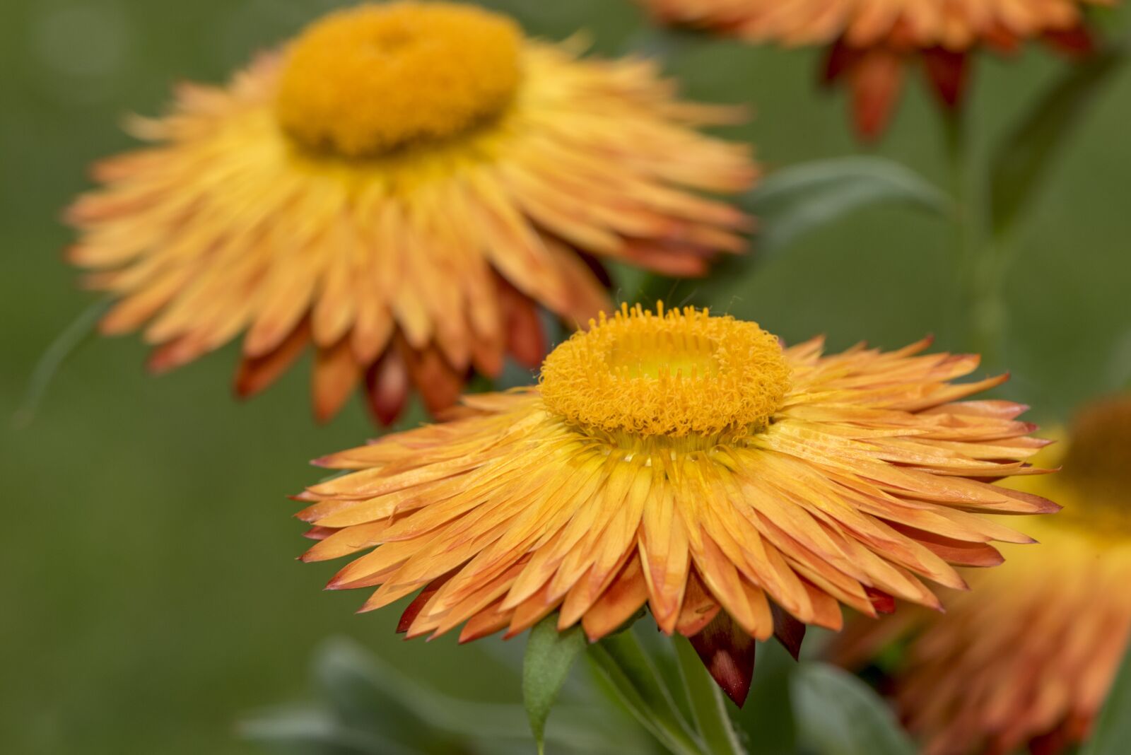 Nikon D750 sample photo. Italicum, flower, forever photography