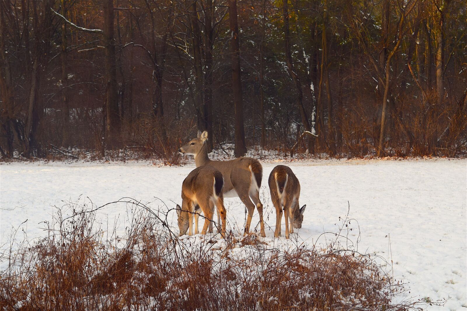 Nikon D3300 sample photo. Deer, snow, sunlight photography