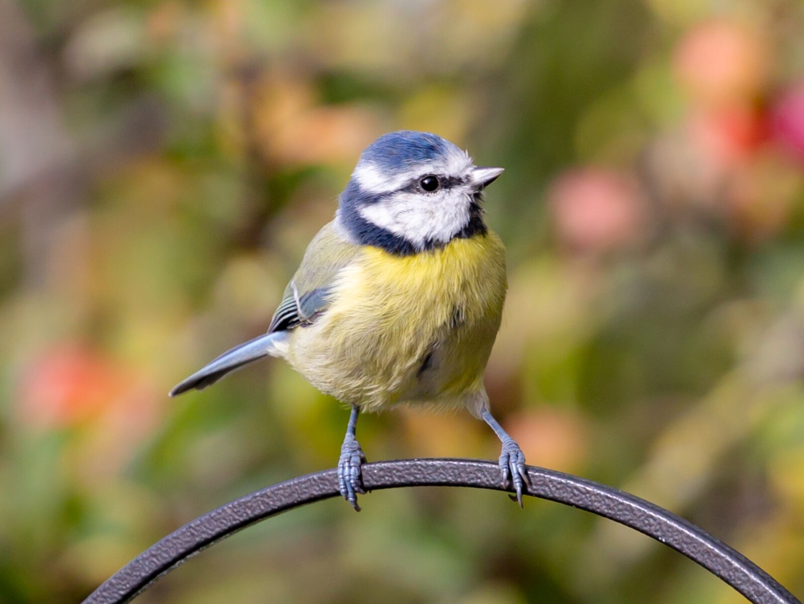 Canon EOS 5D Mark III sample photo. Blue tit, bird, animal photography